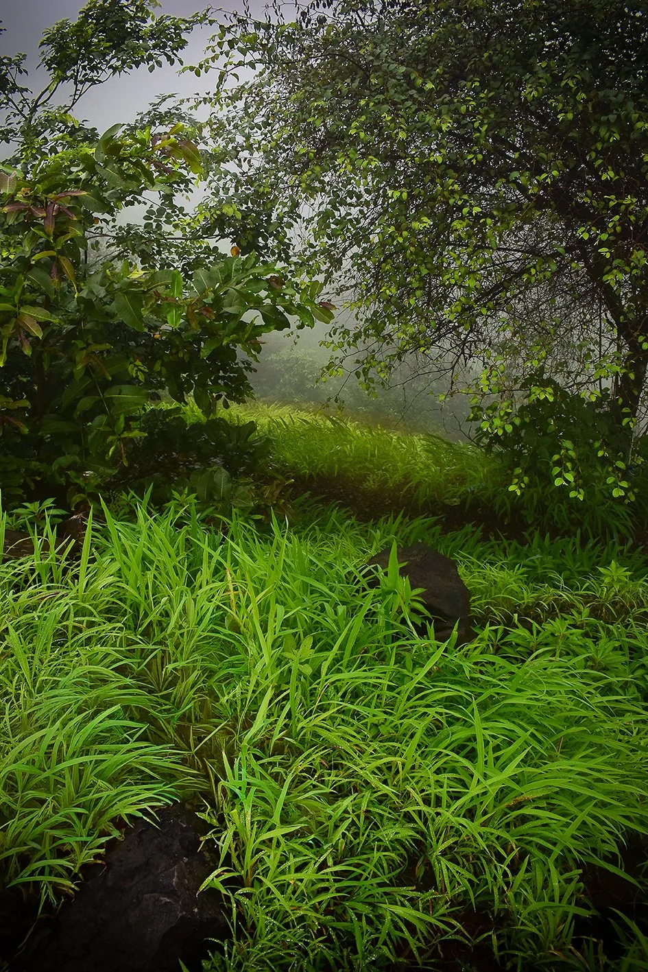 Foggy morning