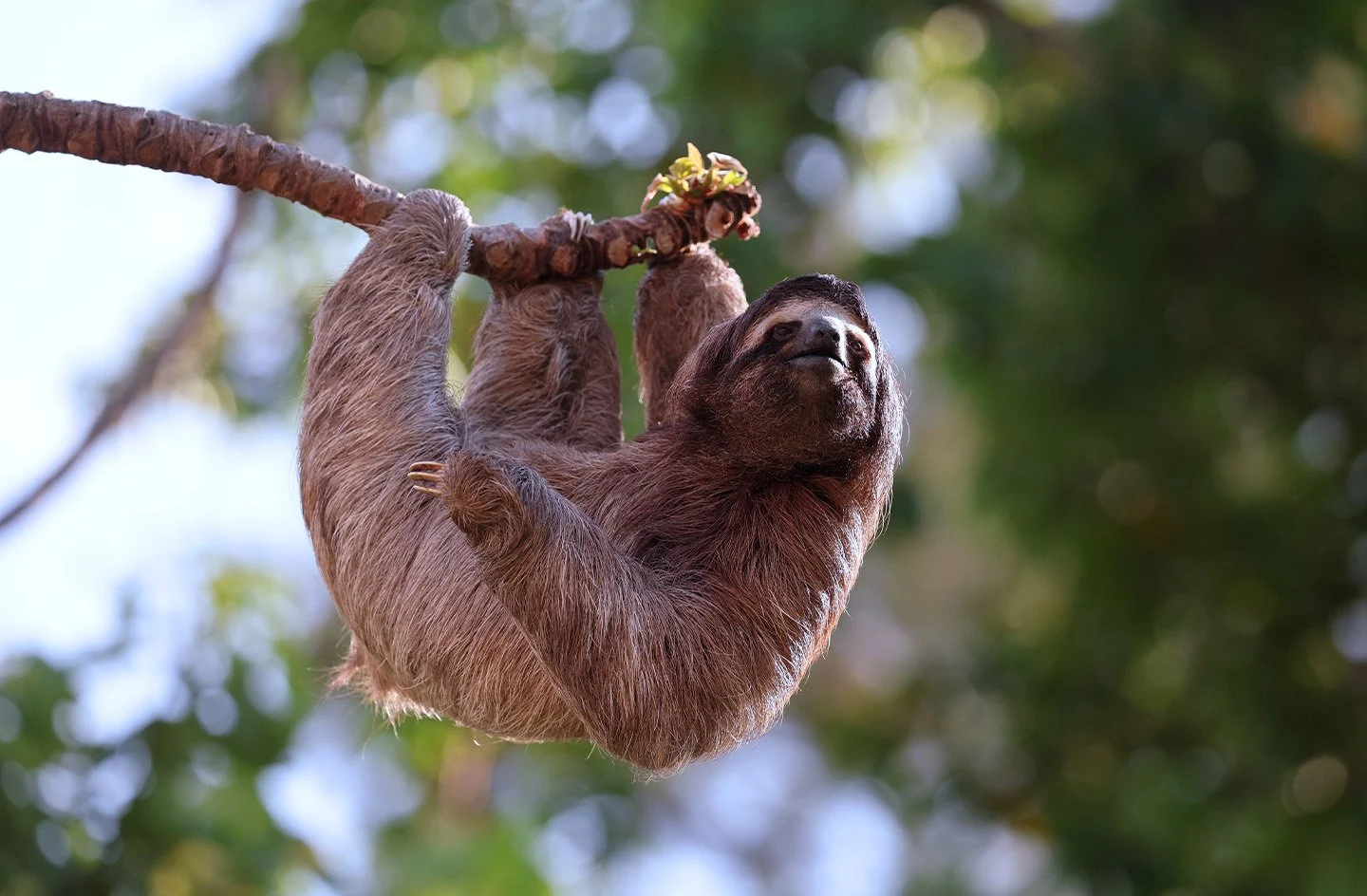 A sloth hanging from a branch in a tree, surrounded by green leaves with a blurred background.