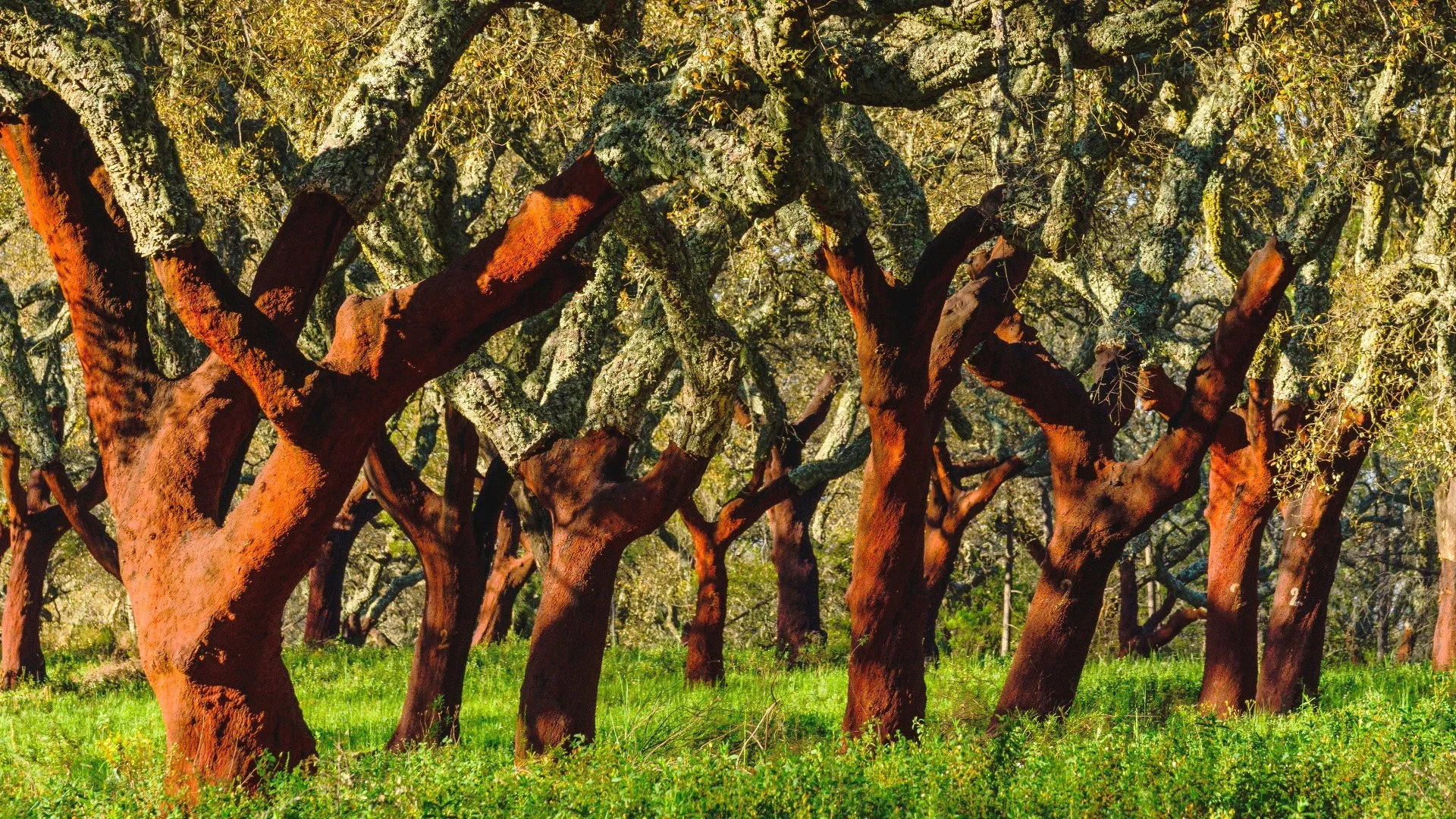 Portugal and Cork: A Natural, Economic and Sustainable Heritage