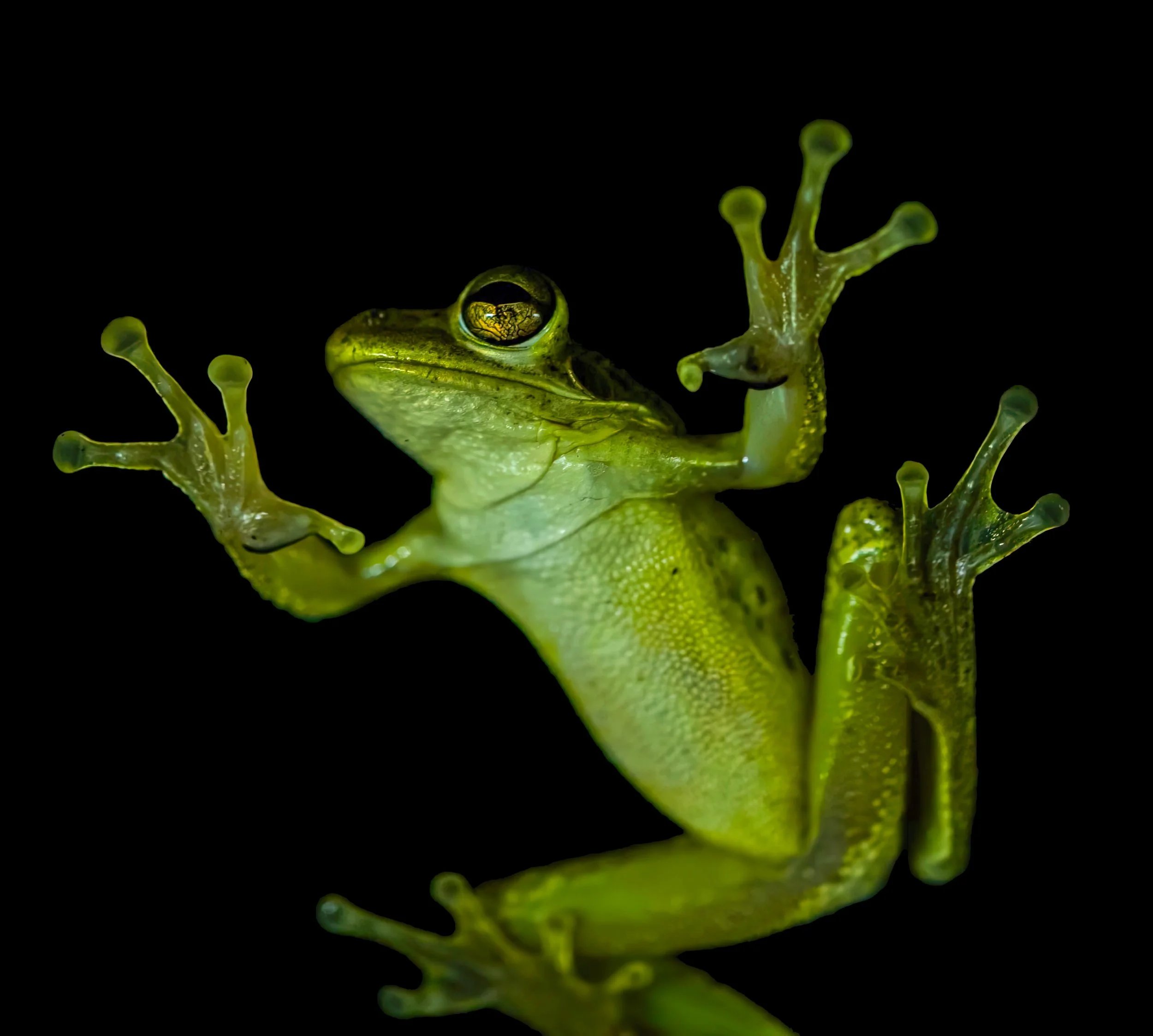 ribbit 10-1-20 at 2.11 PM.jpg