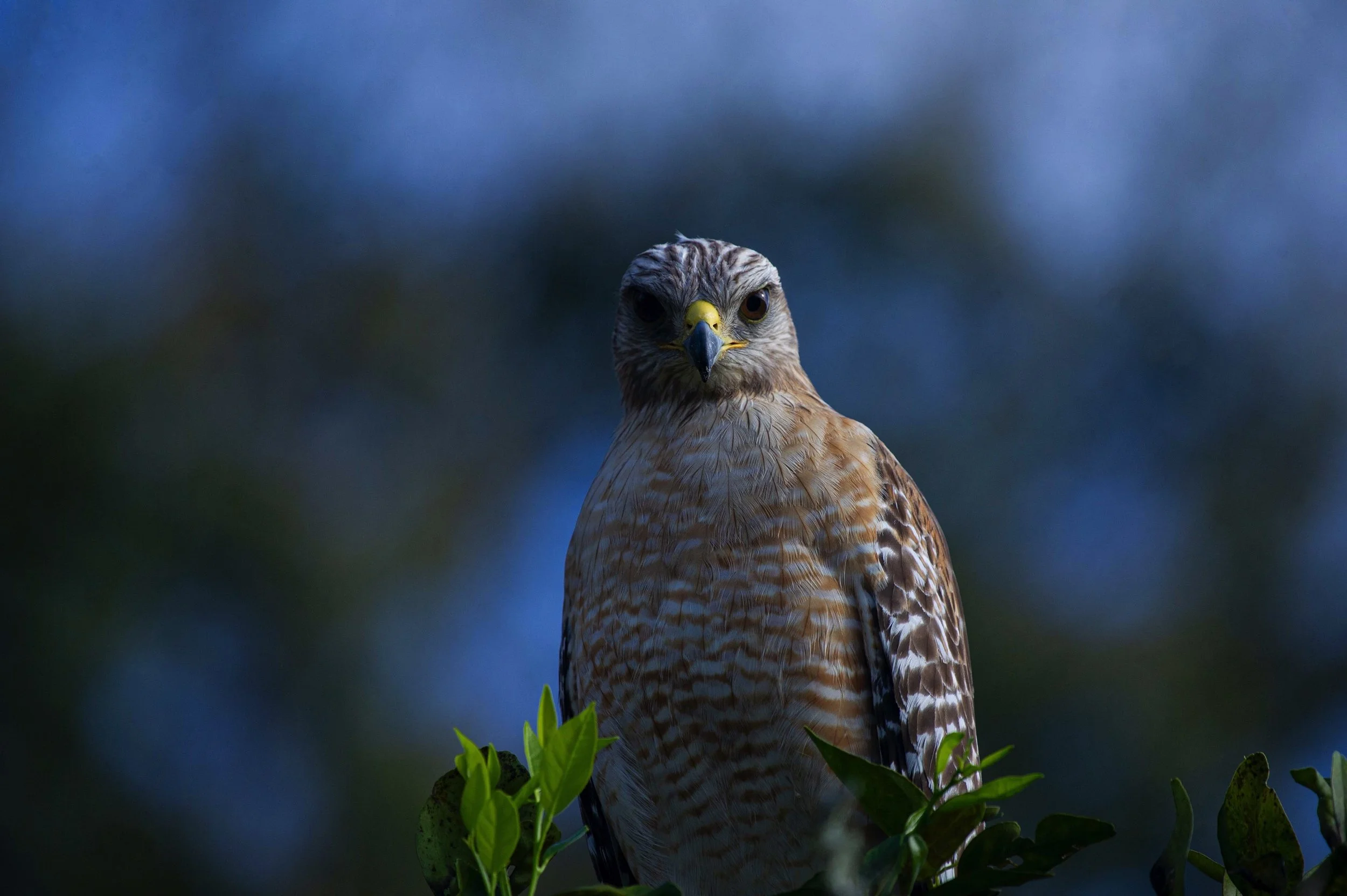 Image 3-3-20 at 1.16 PM.jpeg