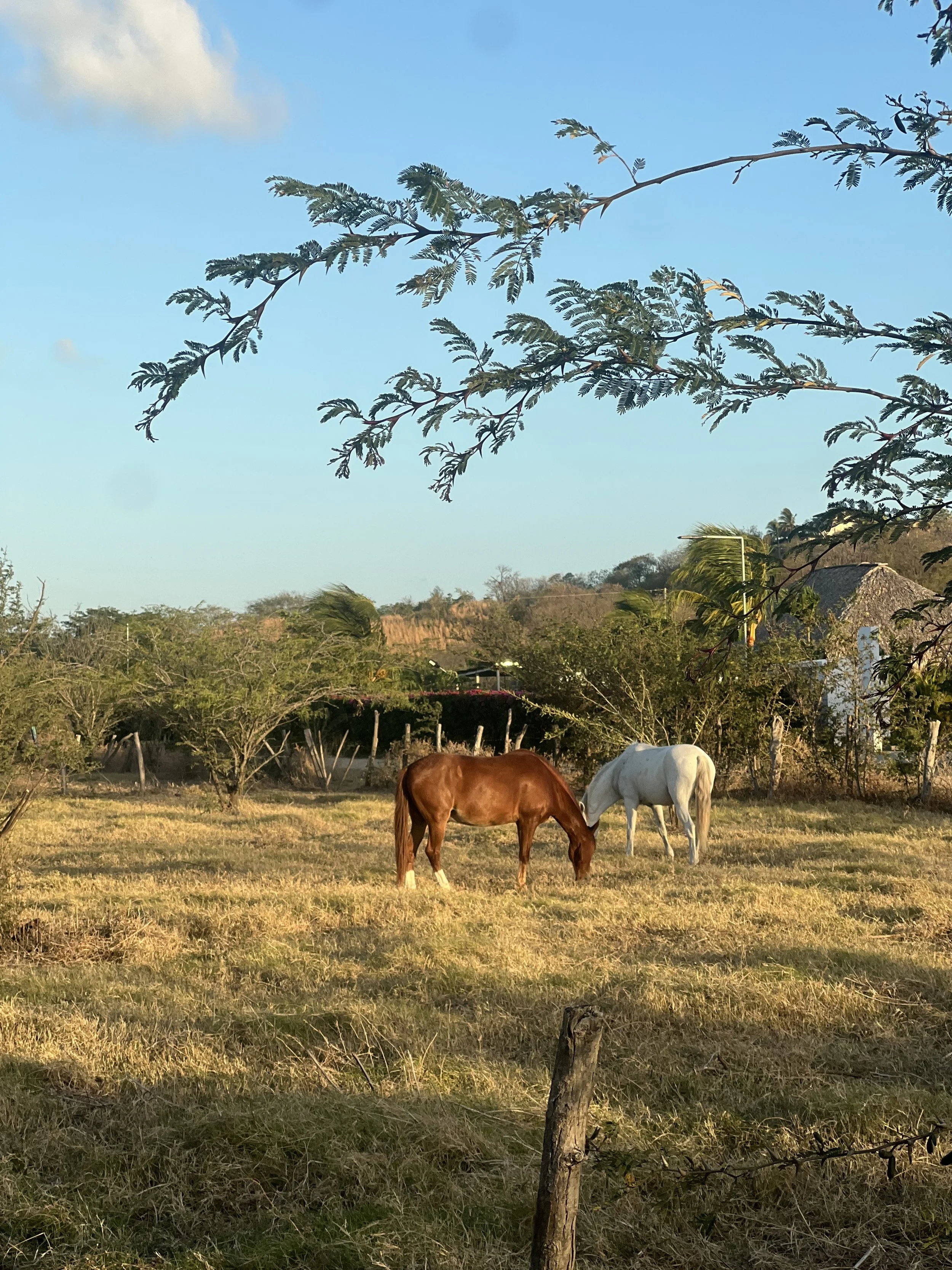 IMG_2307.jpeg