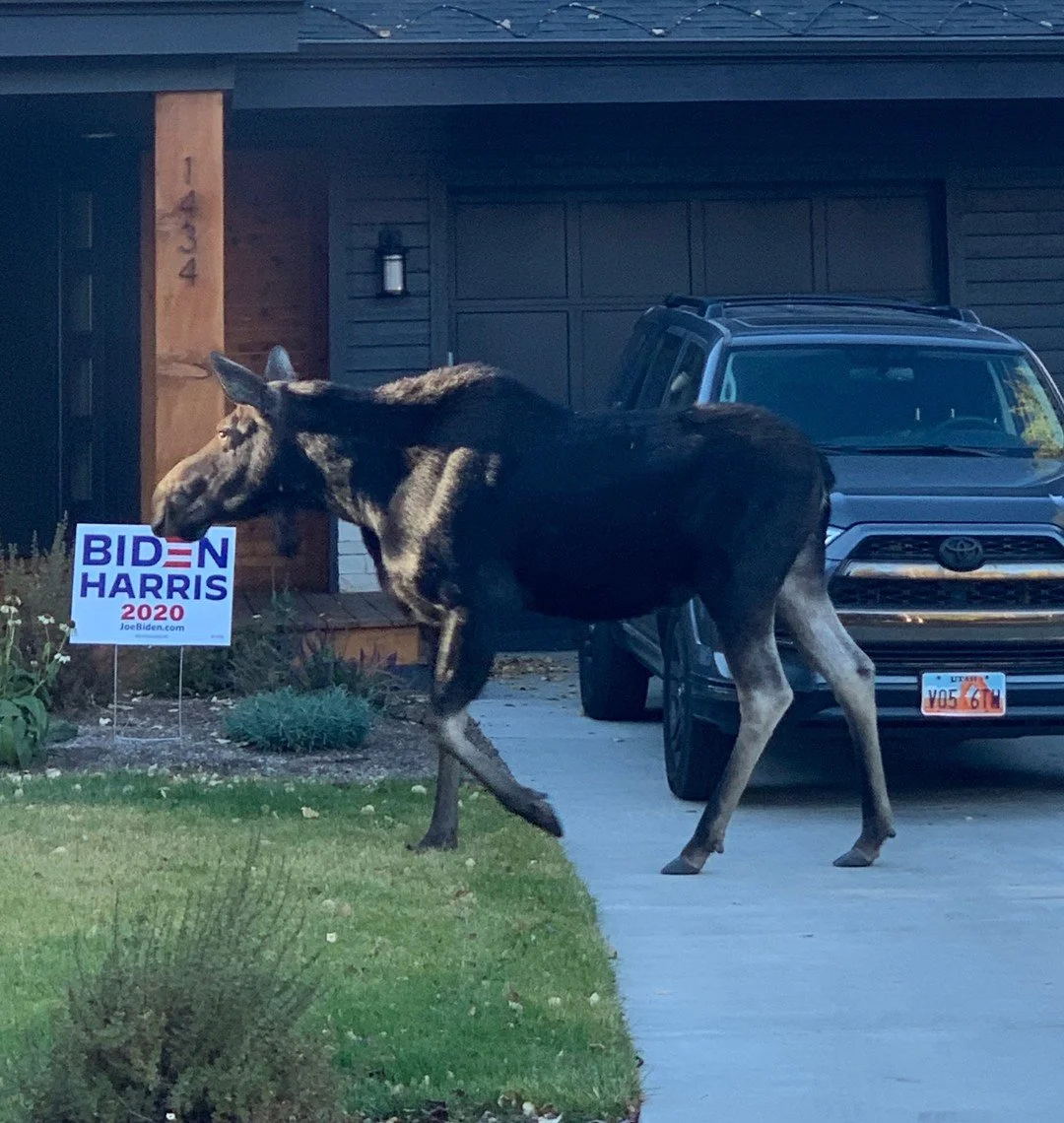 Even the moose know what's up. #bidenharris2020🇺🇸 #vote #utpol #demmoose