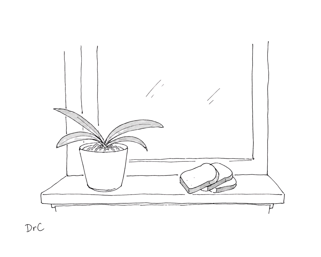 An orchid on a windowsill