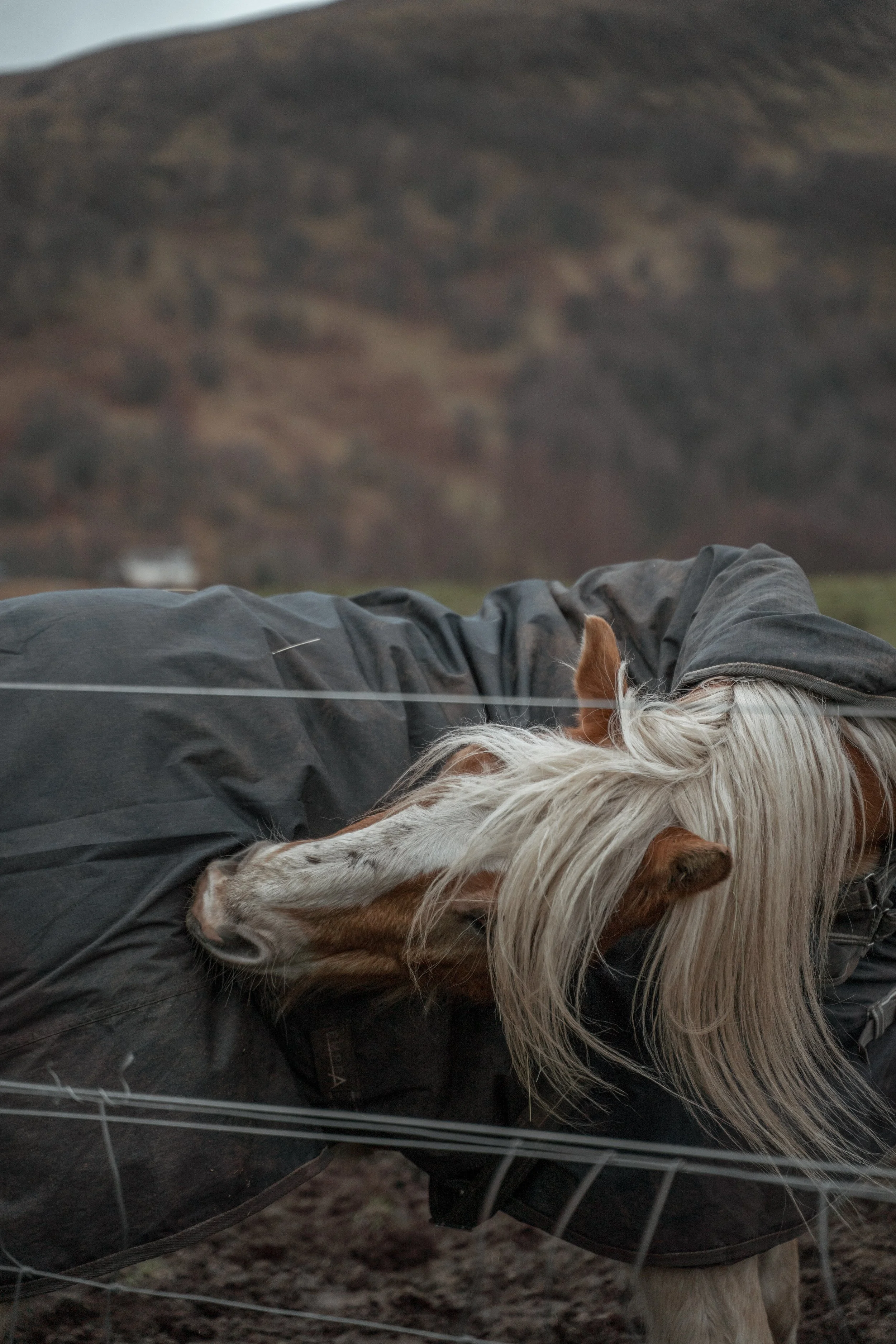 A white and brown horse leaning on a person in a gray jacket outside near a mountain.