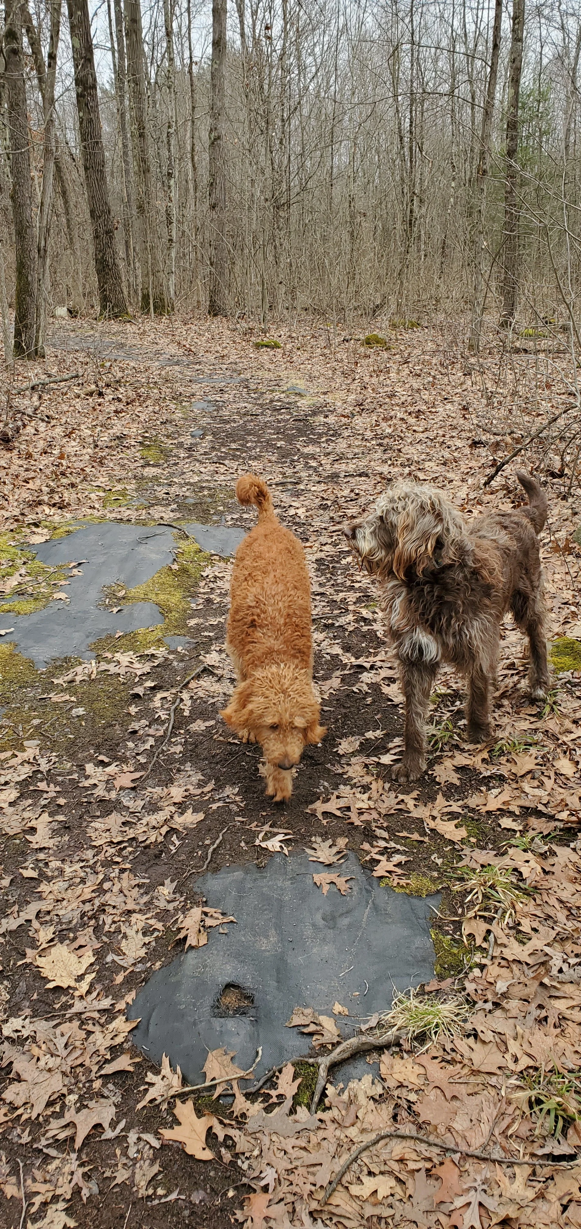 my boys Luka and Angus,  were having a good walk through the trails  in Malta