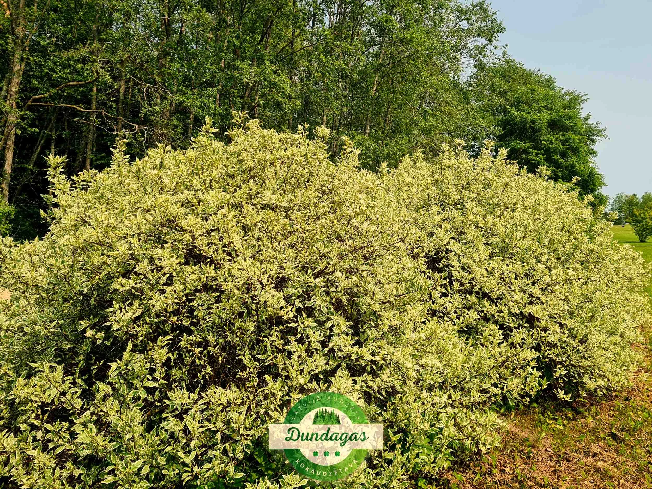 Cornus_alba_Elegantissima_1.jpg