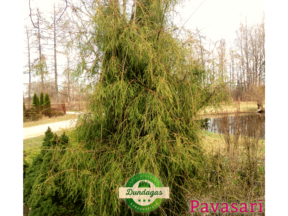 Thuja_occidentalis_Filiformis_pavasari.png