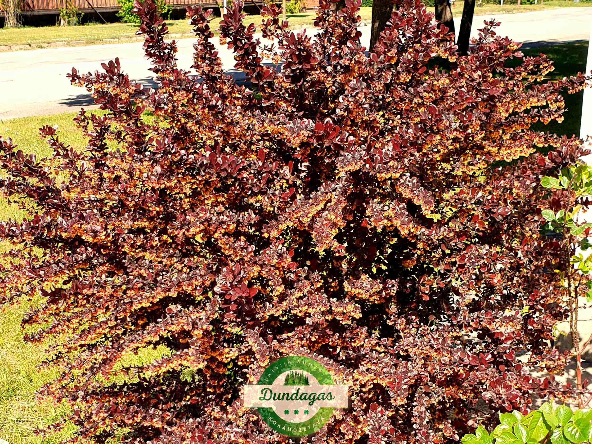 Berberis_thunbergii_Carmen.jpg