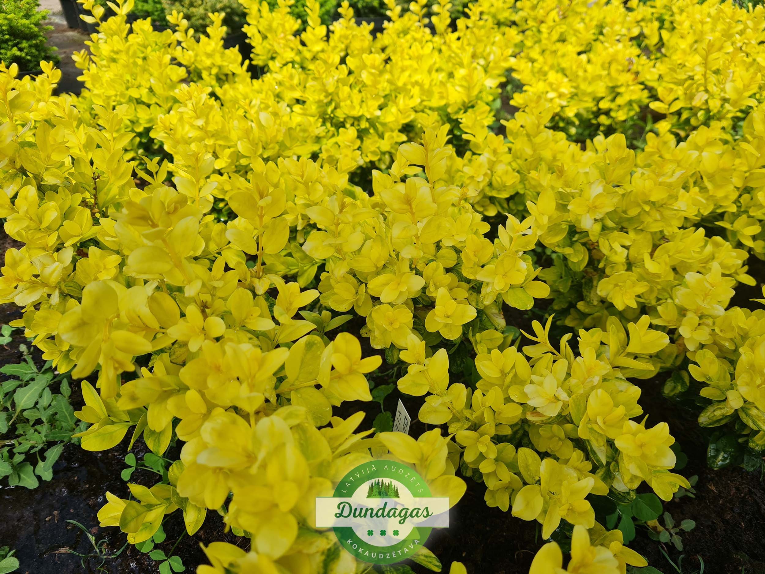 Buxus_sempervirens_Aureovariegata.jpg