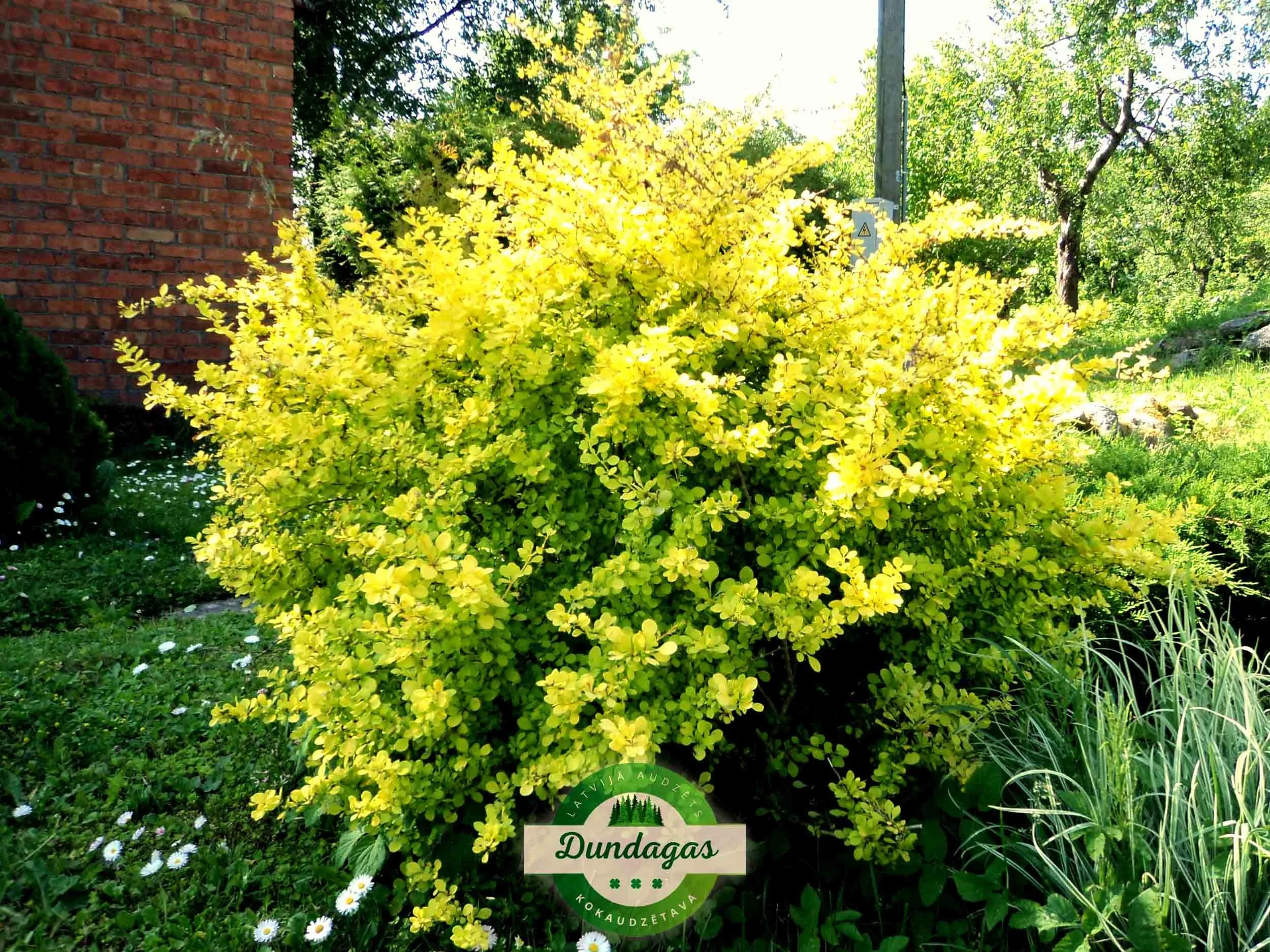 Berberis_thunbergii_Aurea.JPG