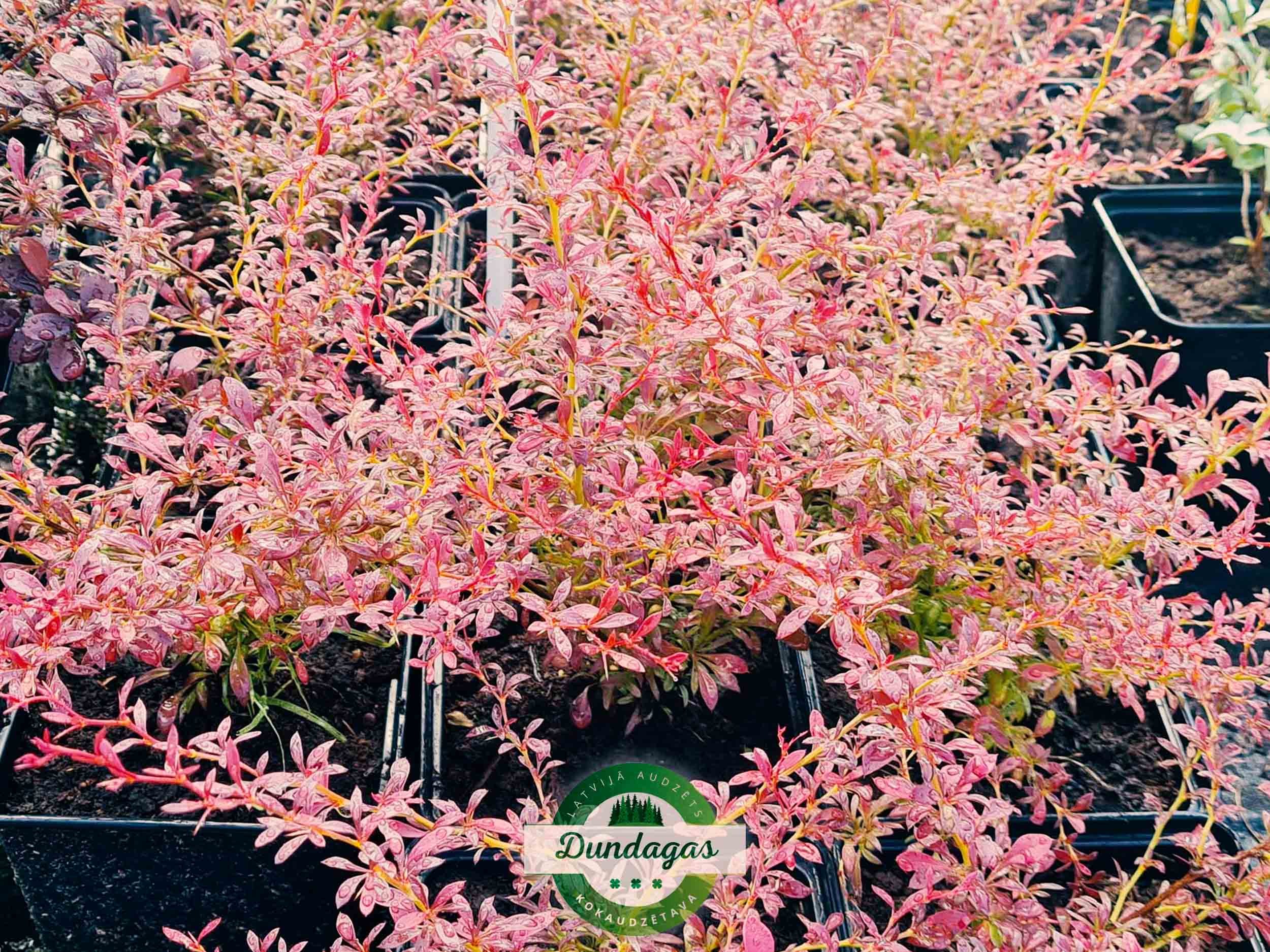 Berberis_thunbergii_Orange_Dream_2.jpg