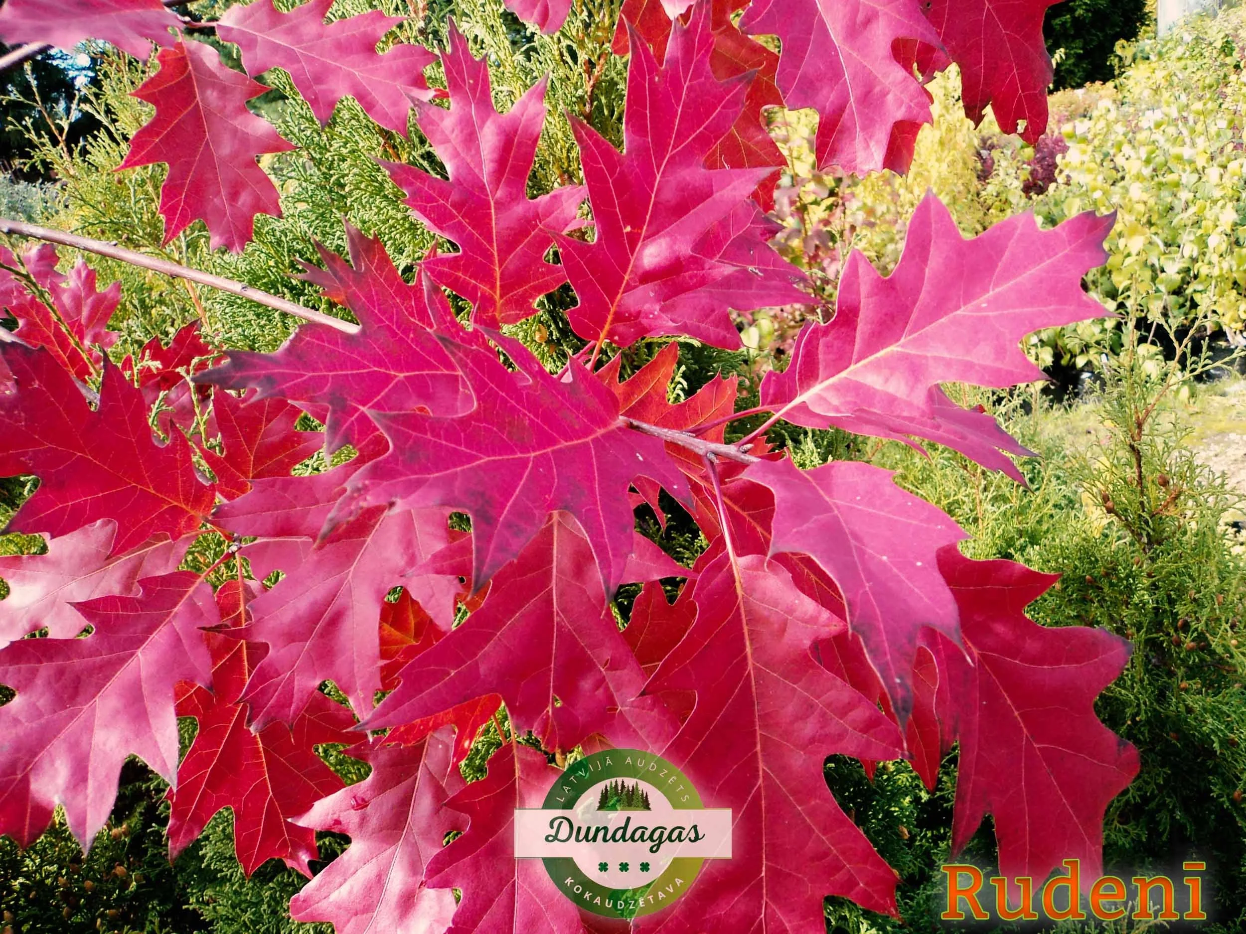 Quercus_rubra_rudeni.jpg