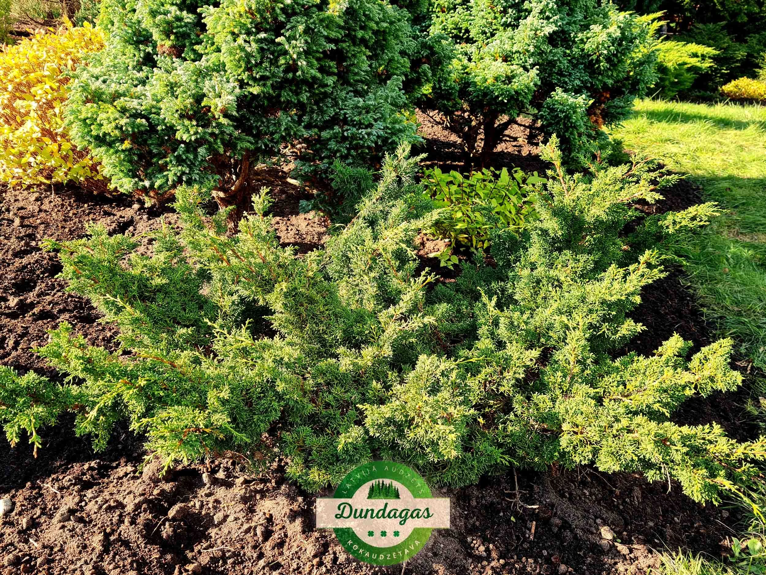 Juniperus_horizontalis_Plumosa.jpg