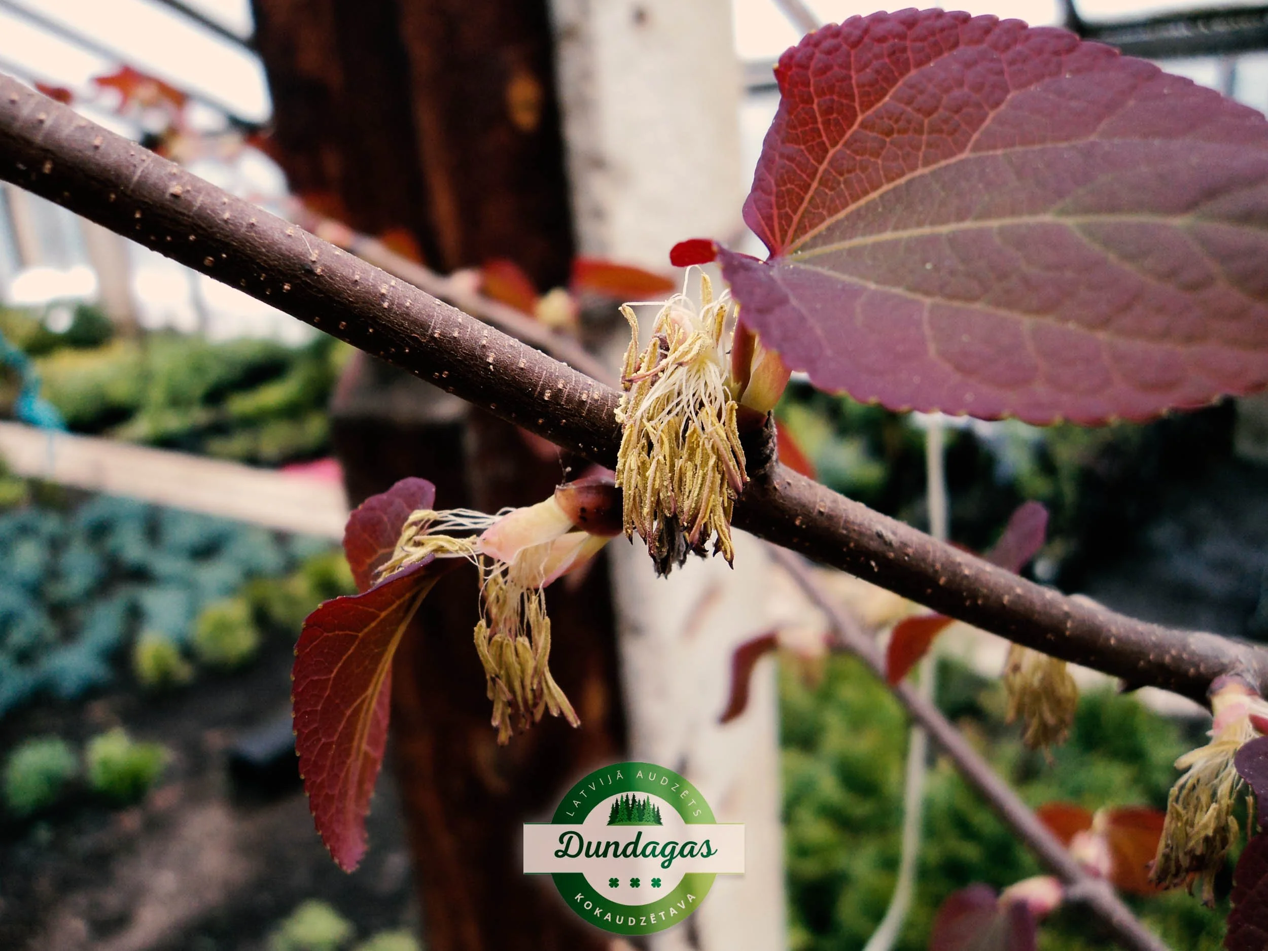 Cercidiphyllum_japonicum.jpg