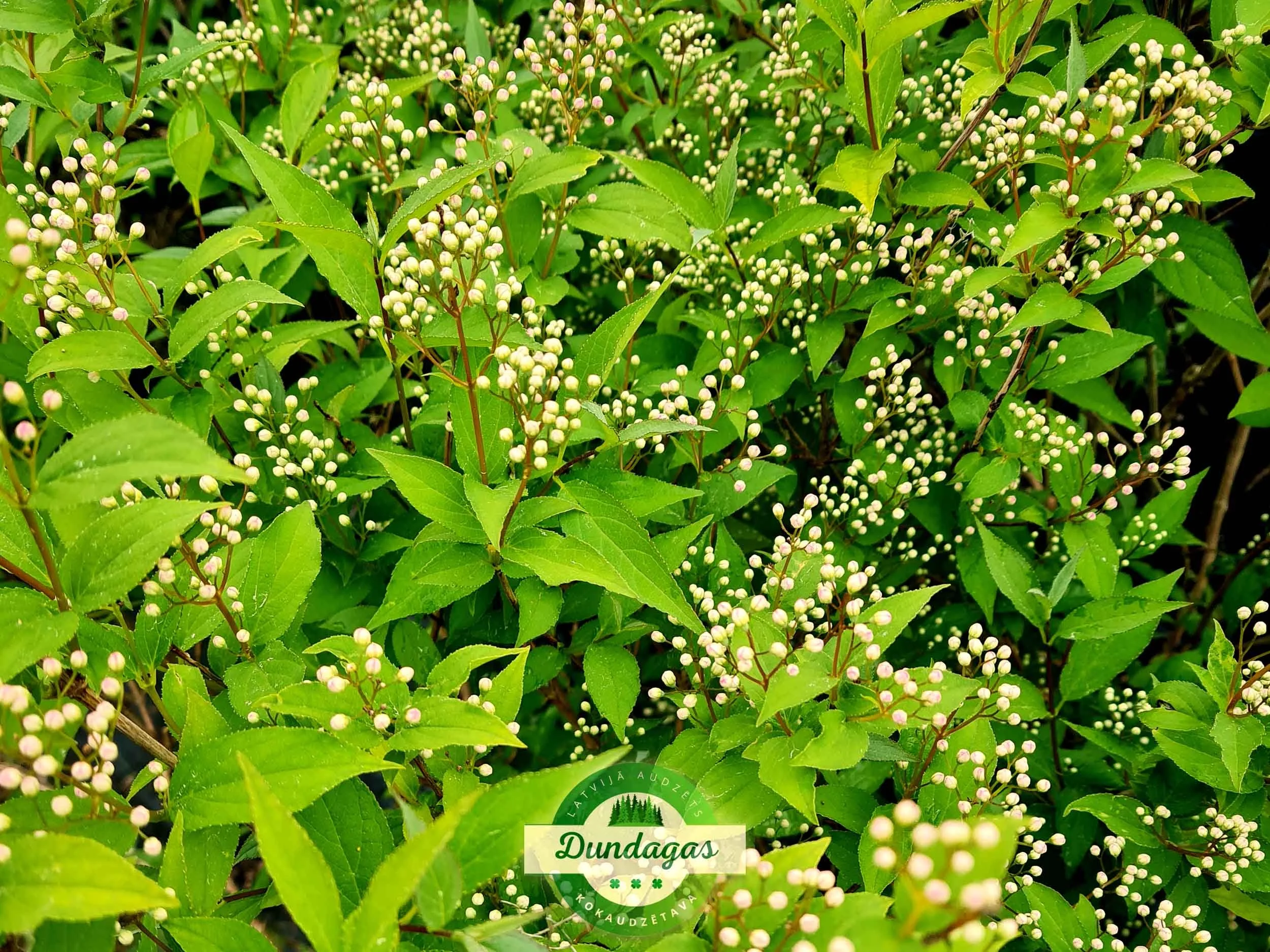 Deutzia_lemoinei_2.jpg