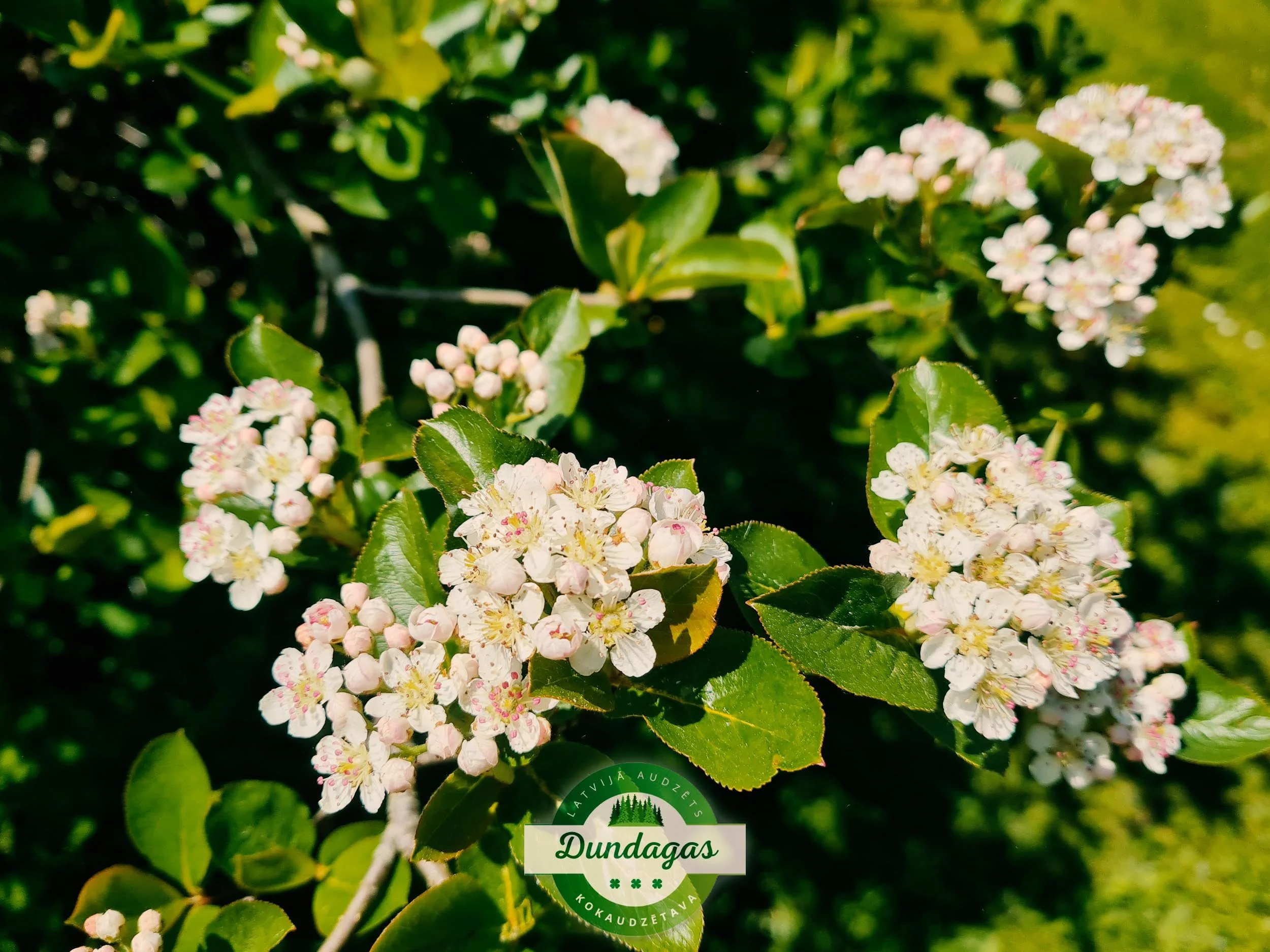 Aronia_prunifolia_2.jpg