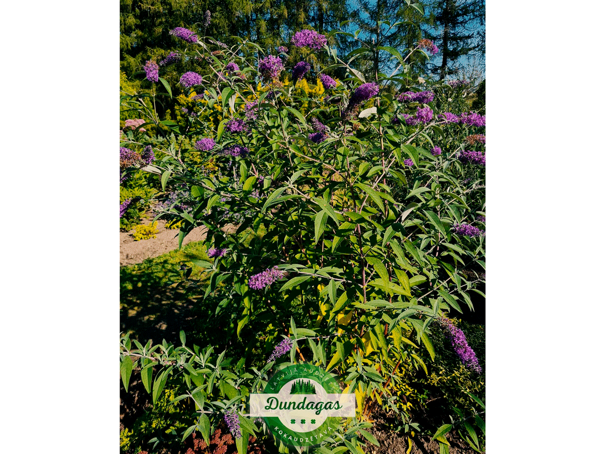 Buddleia_davidii_1_1.png