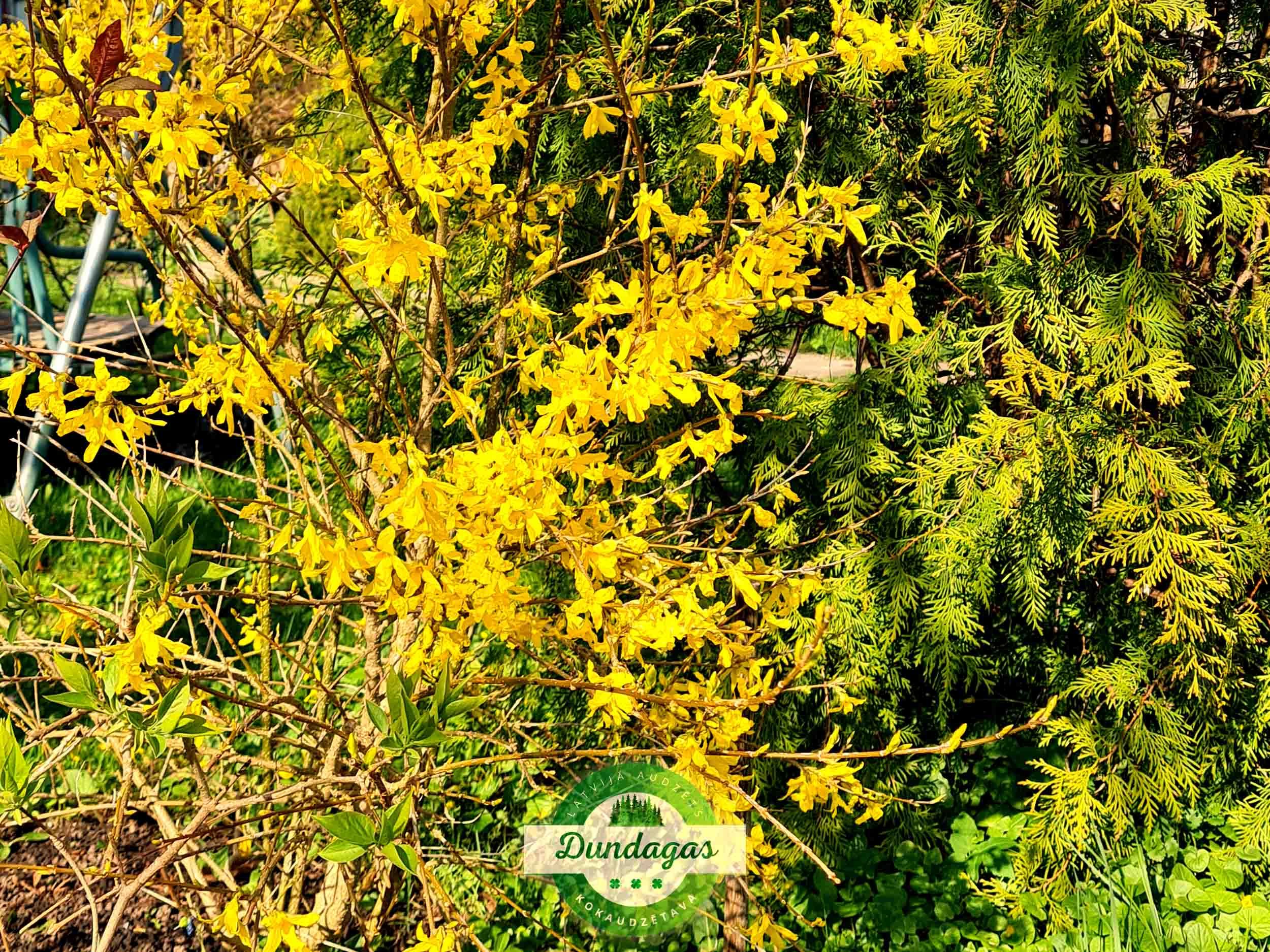 Forsythia_Golden_Time_1.jpg