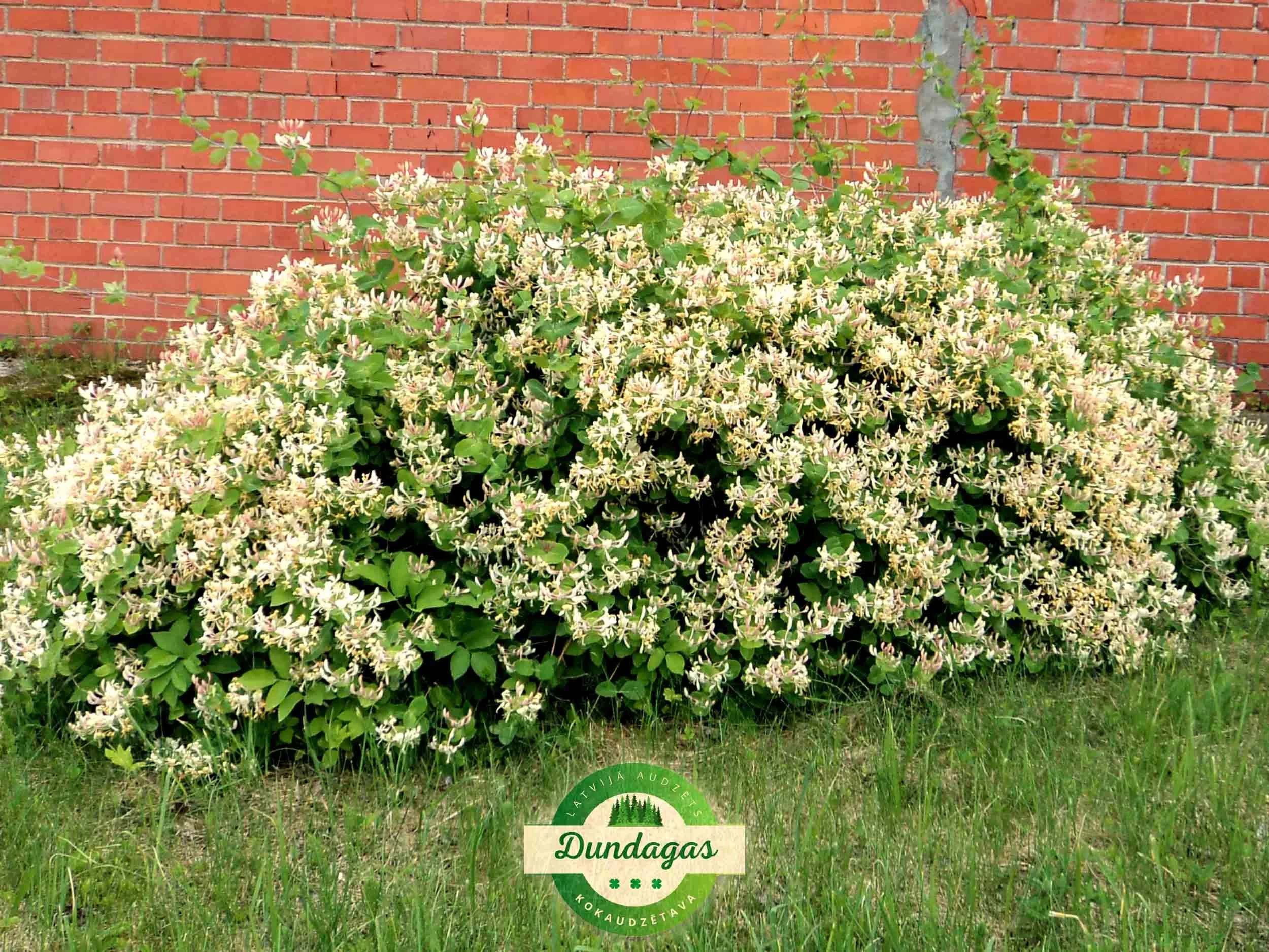 Lonicera_caprifolium_1.jpg