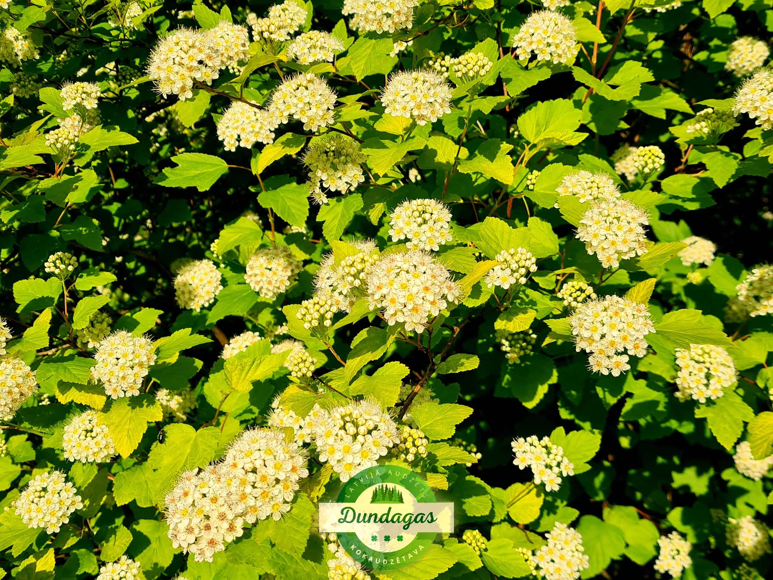 Physocarpus_opulifolius_Luteus_3.jpg