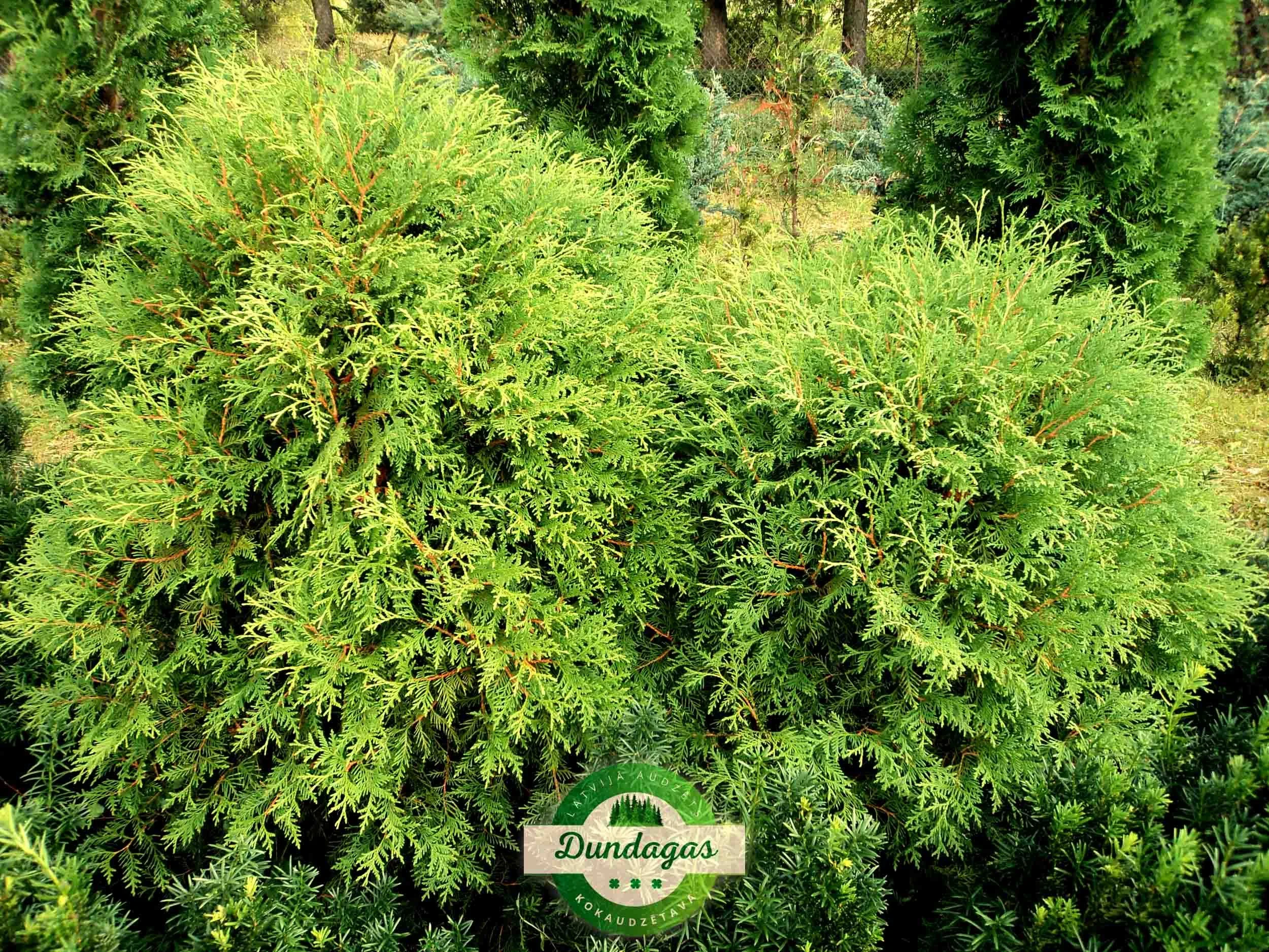 Thuja_occidentalis_Globosa.jpg