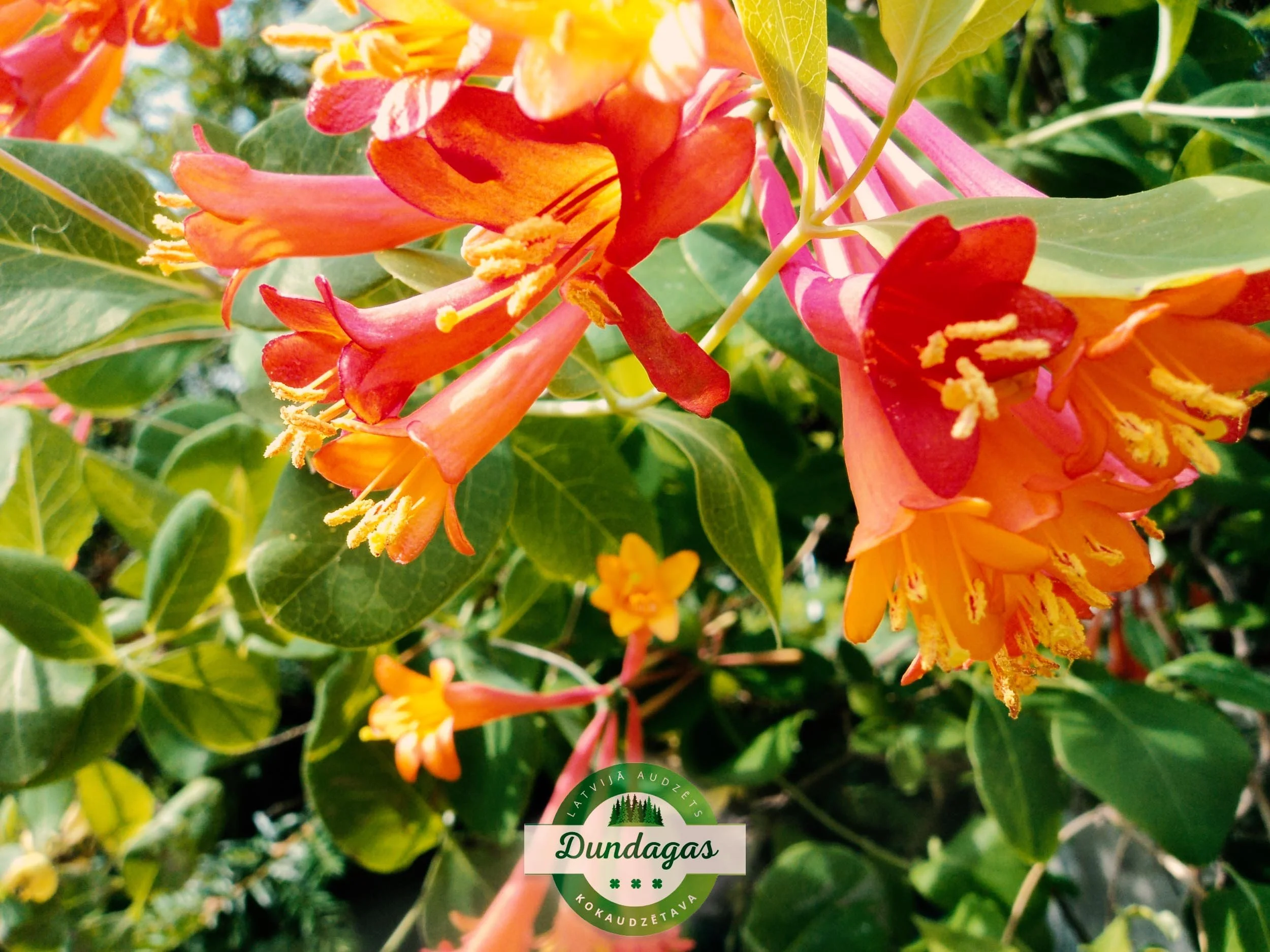 Lonicera_brownii_2.jpg