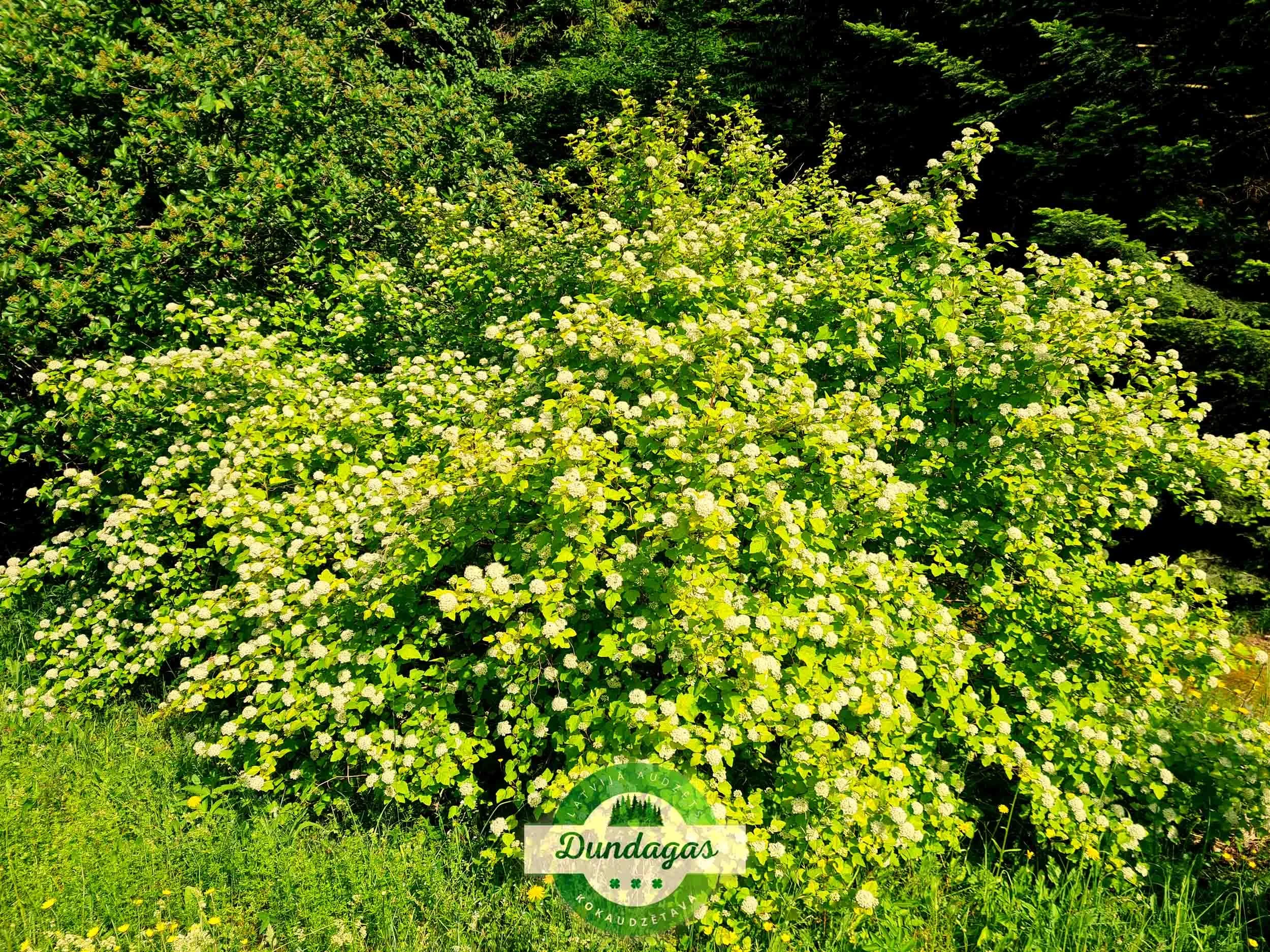 Physocarpus_opulifolius_Luteus_1.jpg