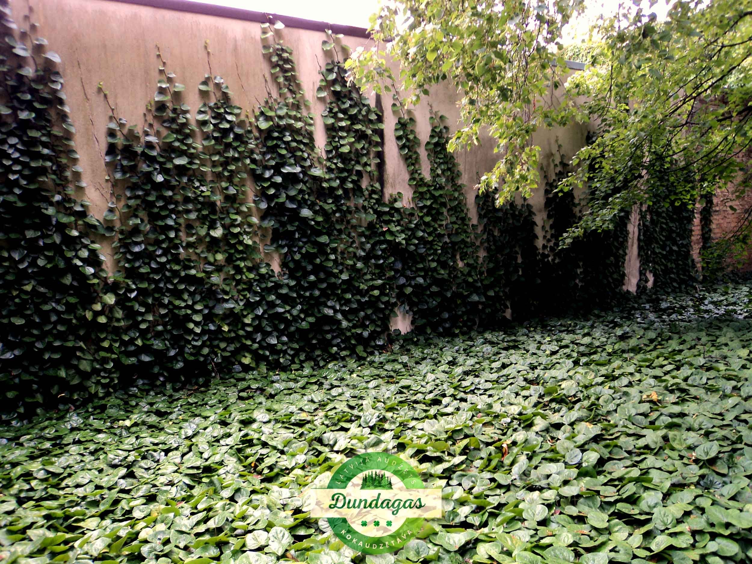 Hedera_colchica.jpg