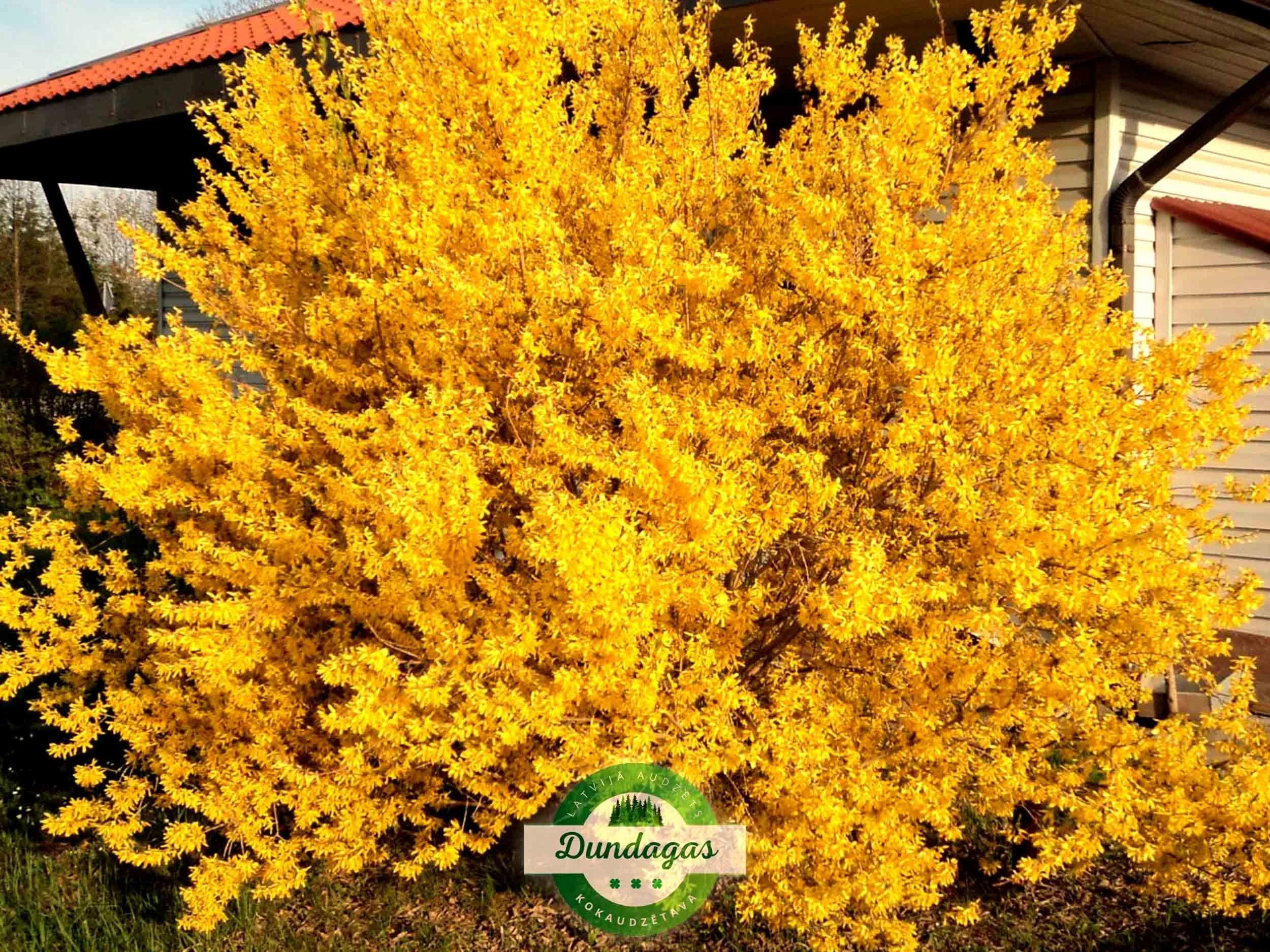 Forsythia_intermedia_2.jpg