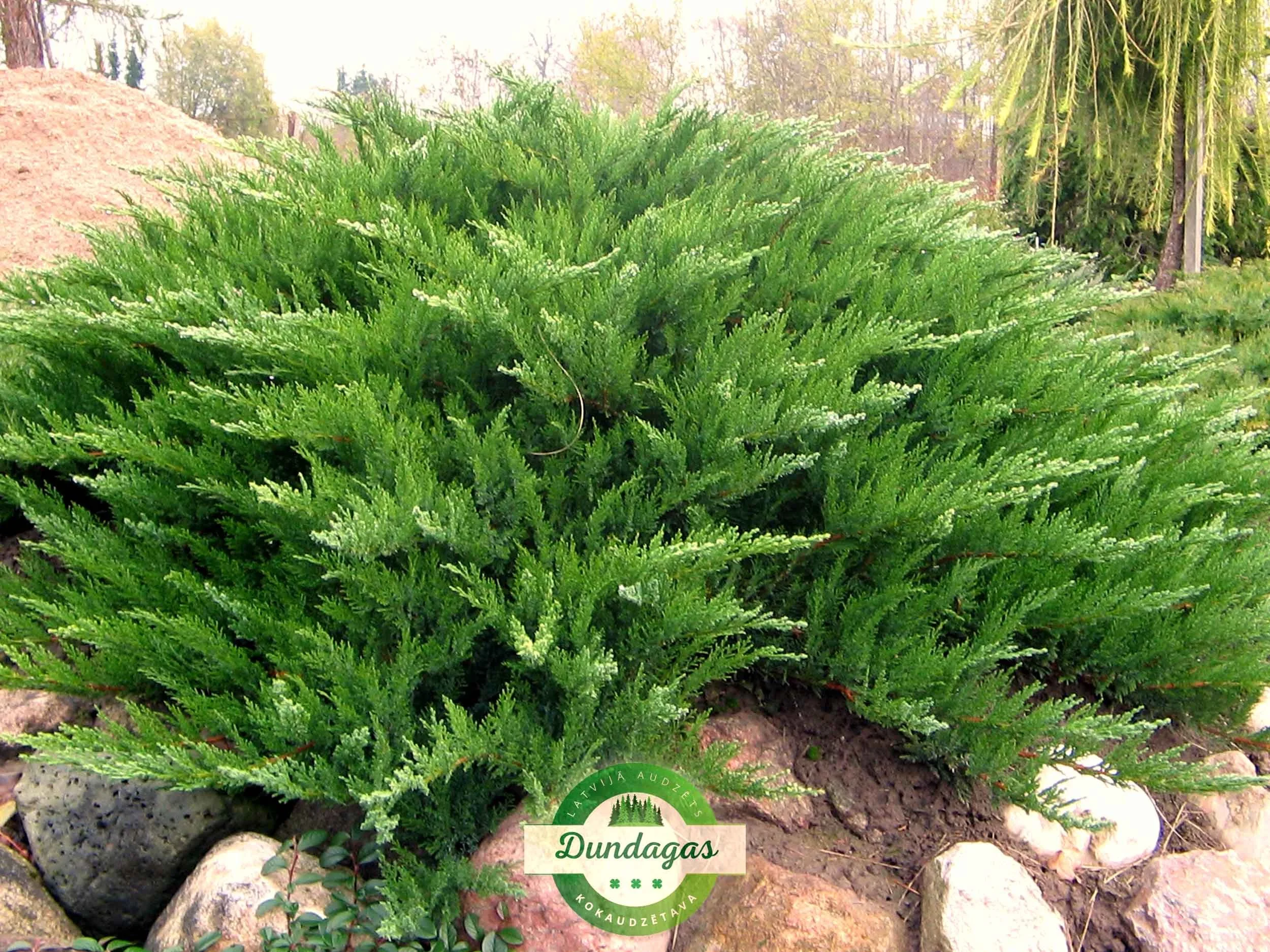 Juniperus_sabina_Tamariscifolia_1.jpg