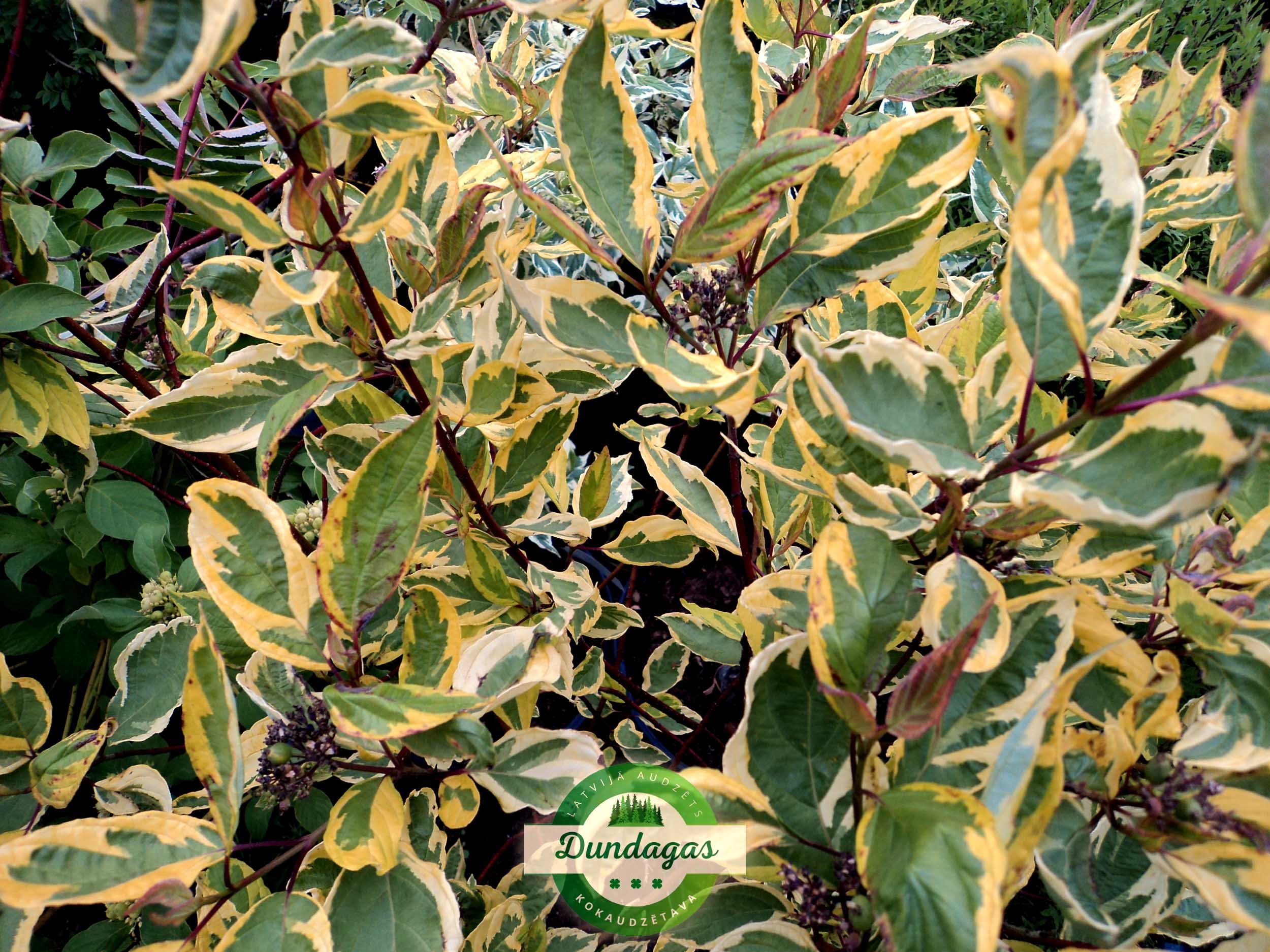 Cornus_alba_Gouchaultii.jpg