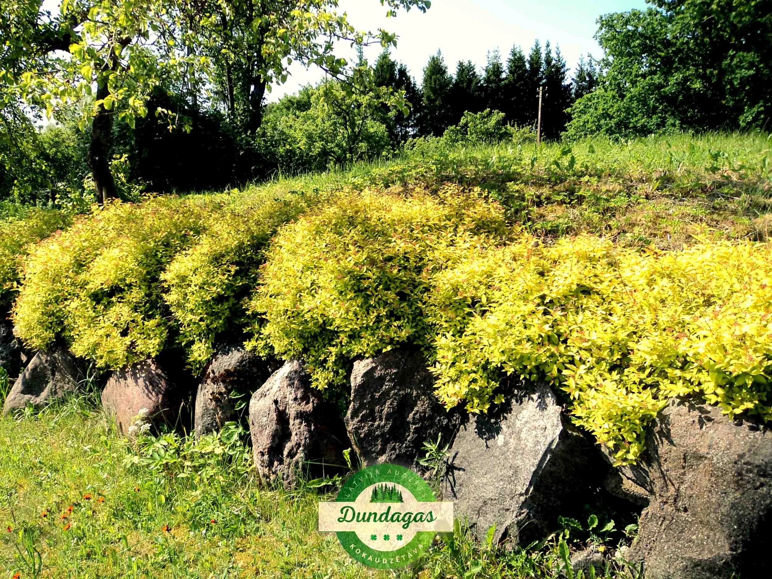 Spiraea_japonica_Gold_Mound.jpg