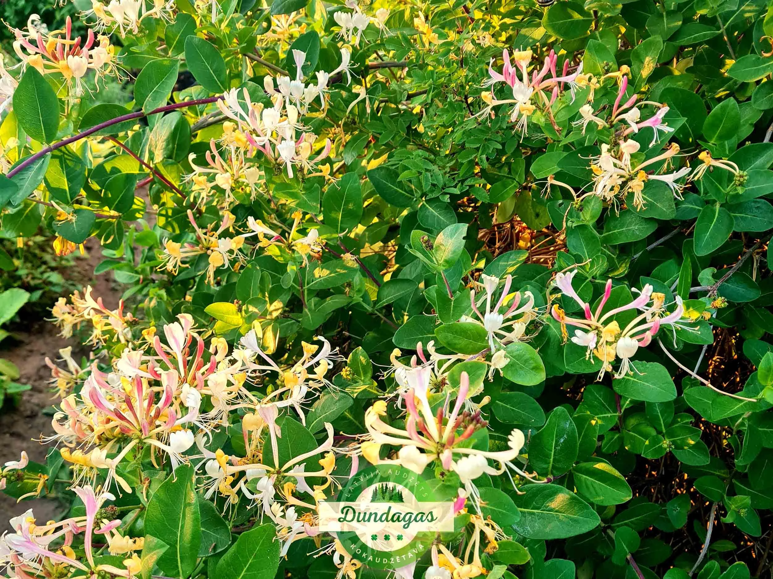 Lonicera_caprifolium_2.jpg
