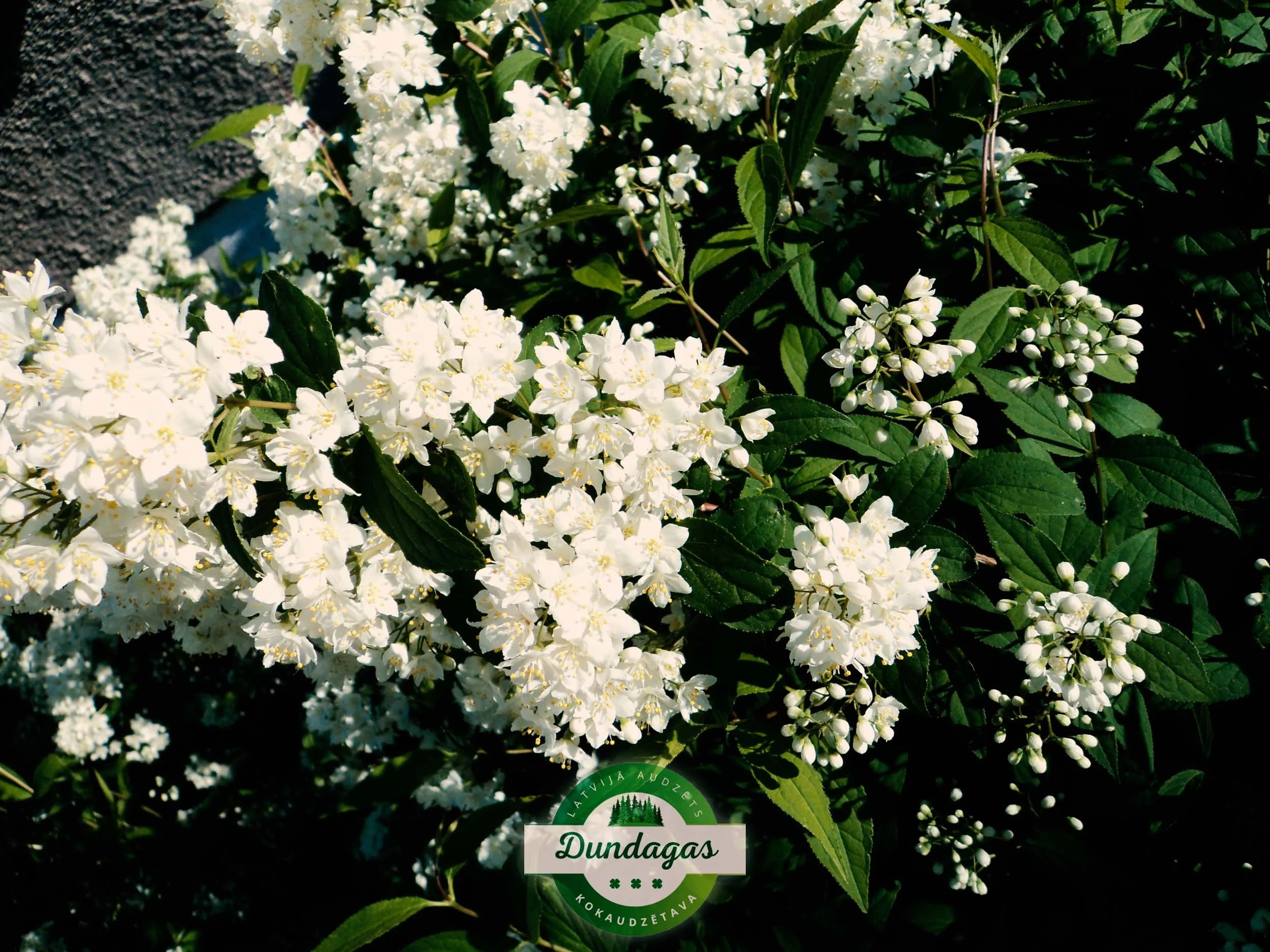 Deutzia_lemoinei_1.jpg