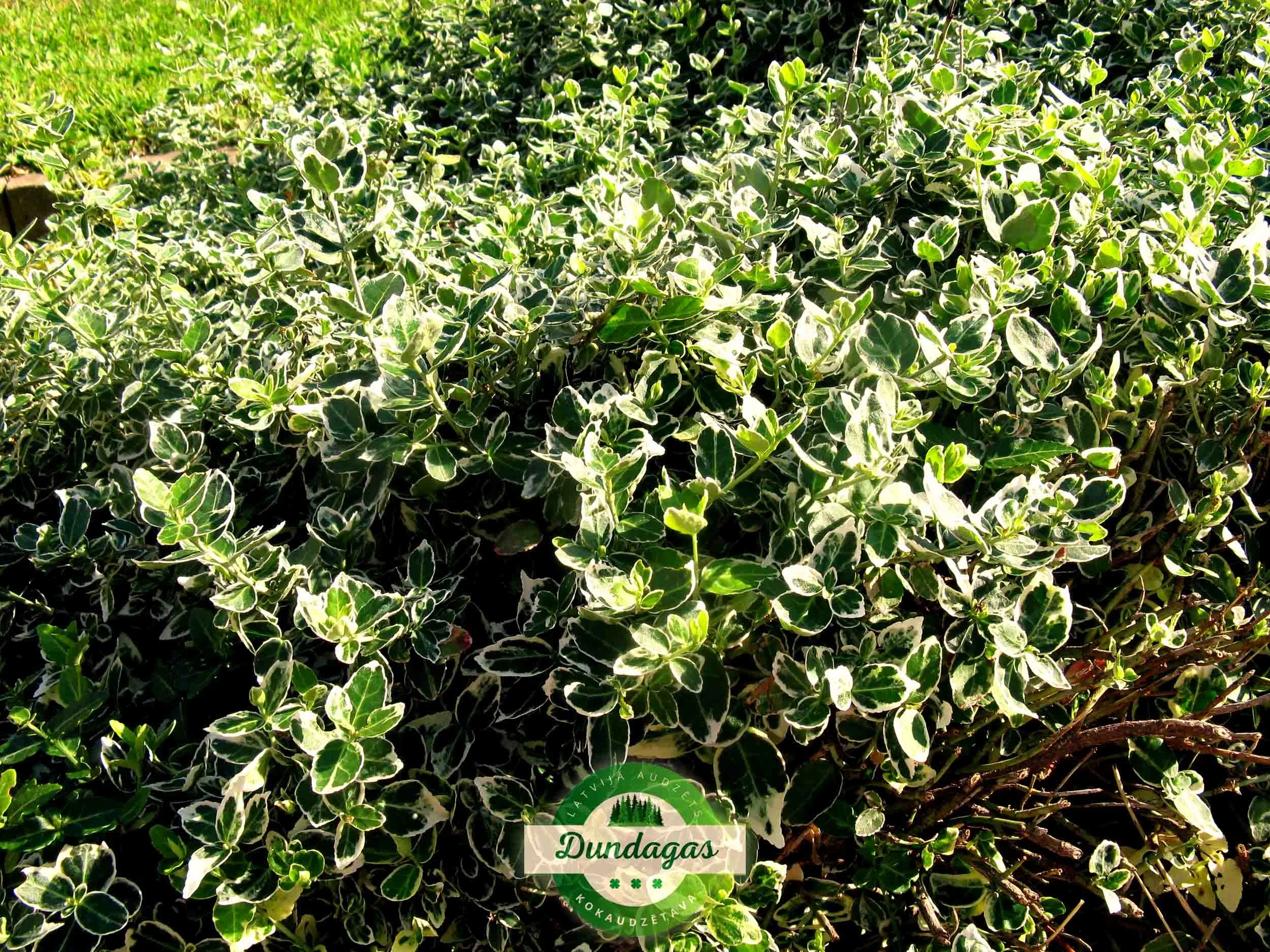 Euonymus_fortunei_Emerald_Gaiety_1.jpg