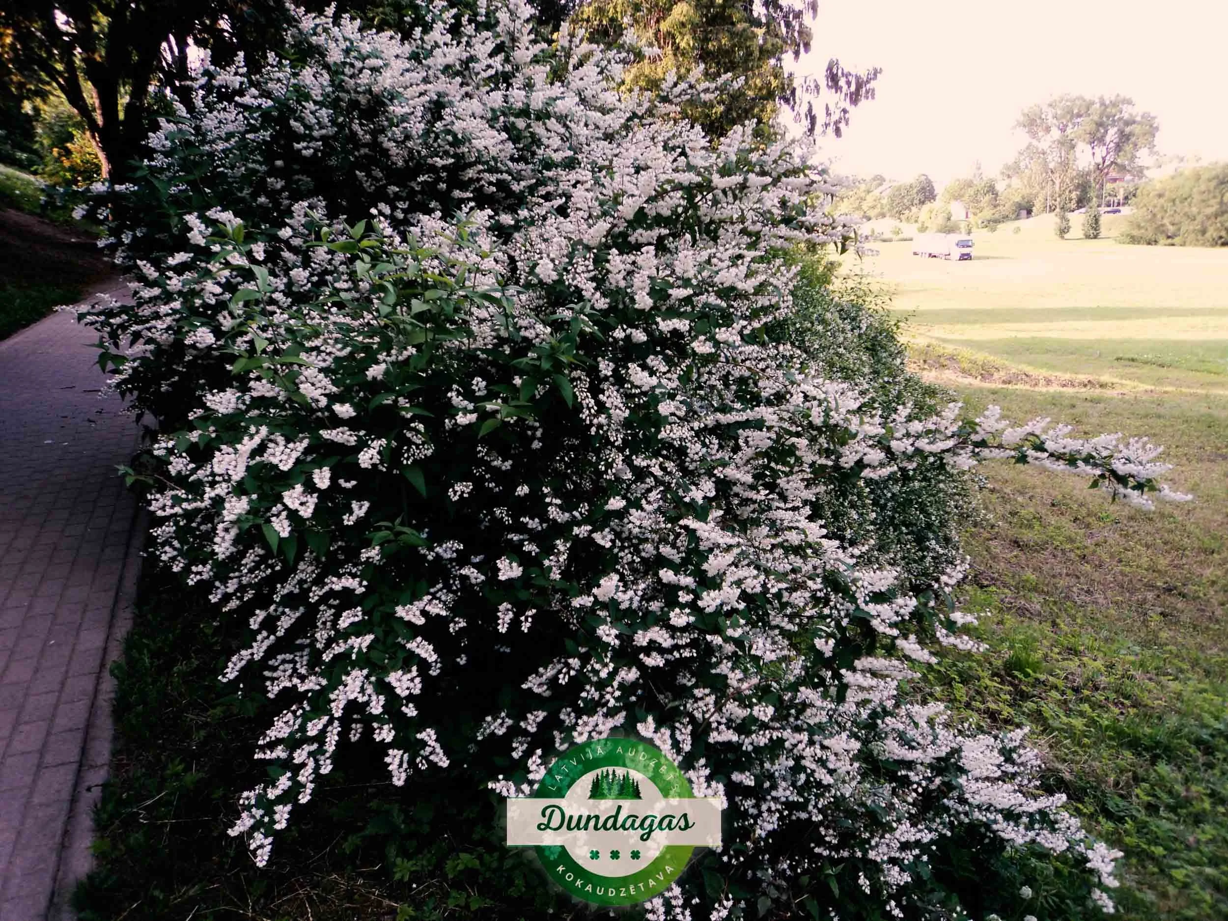Deutzia_scabra_Candidissima_1_1.jpg