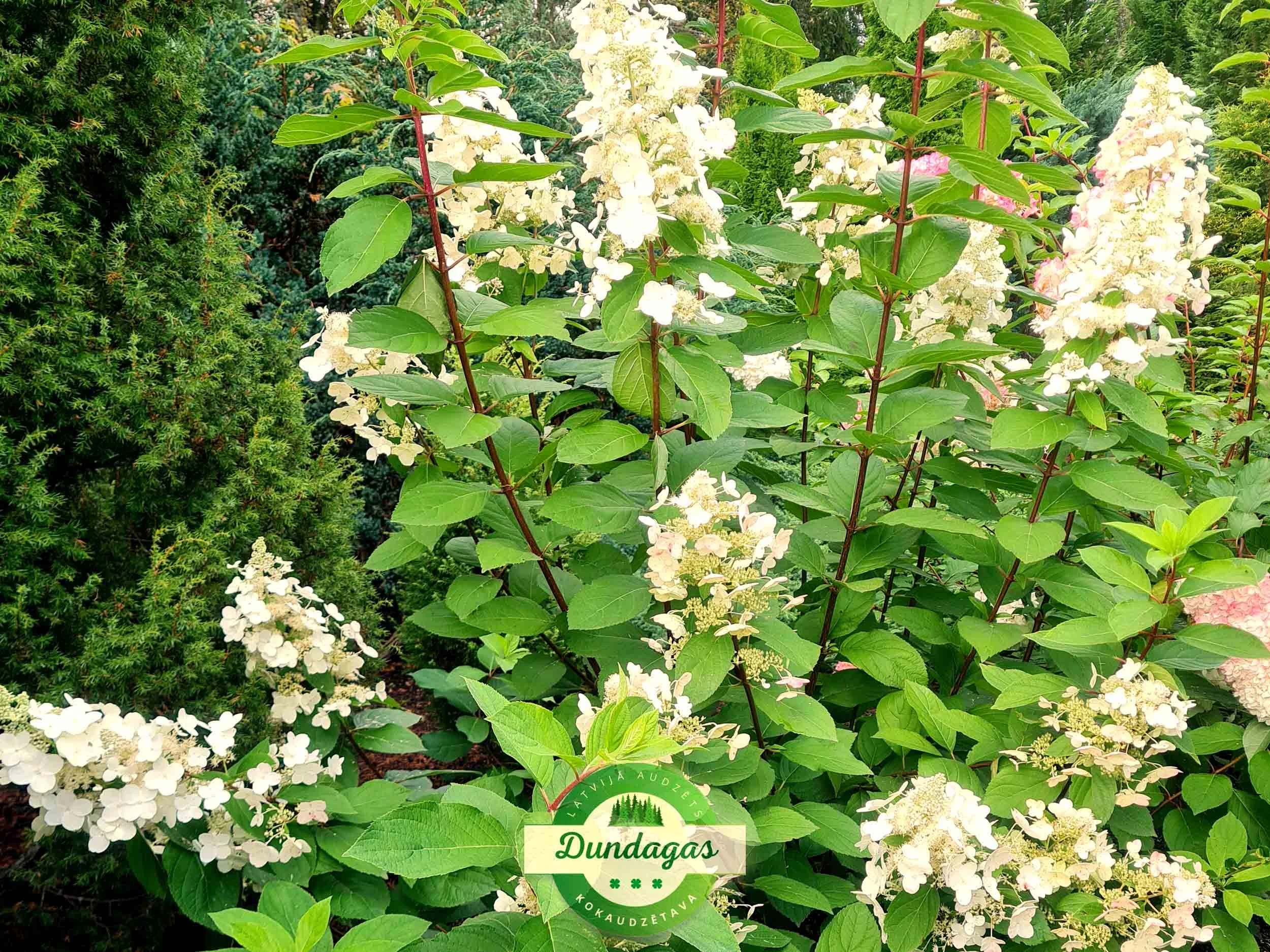 Hydrangea_paniculata_Pink_Diamond.jpg