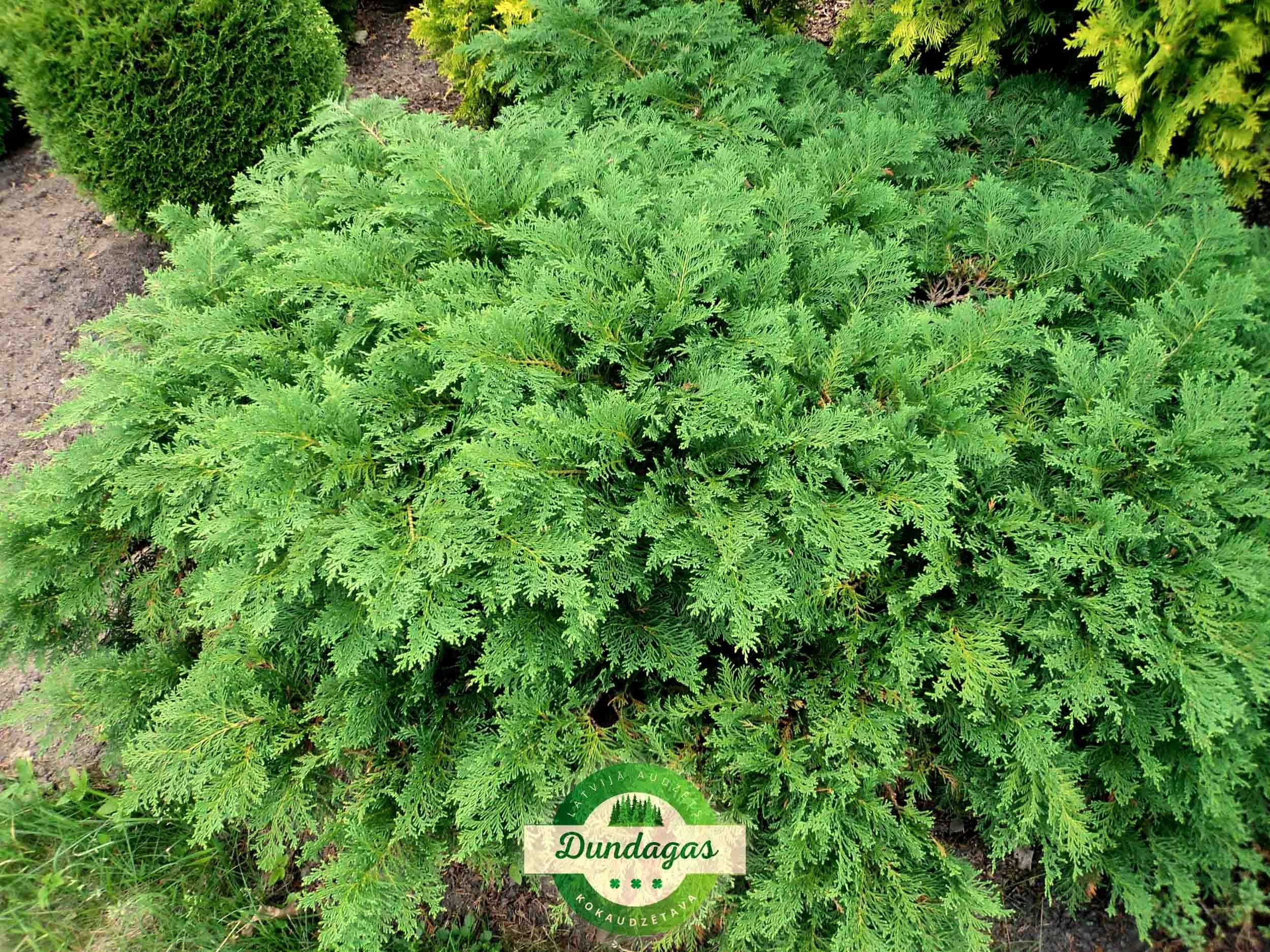 Chamaecyparis_lawsoniana_Rijnhof.jpg