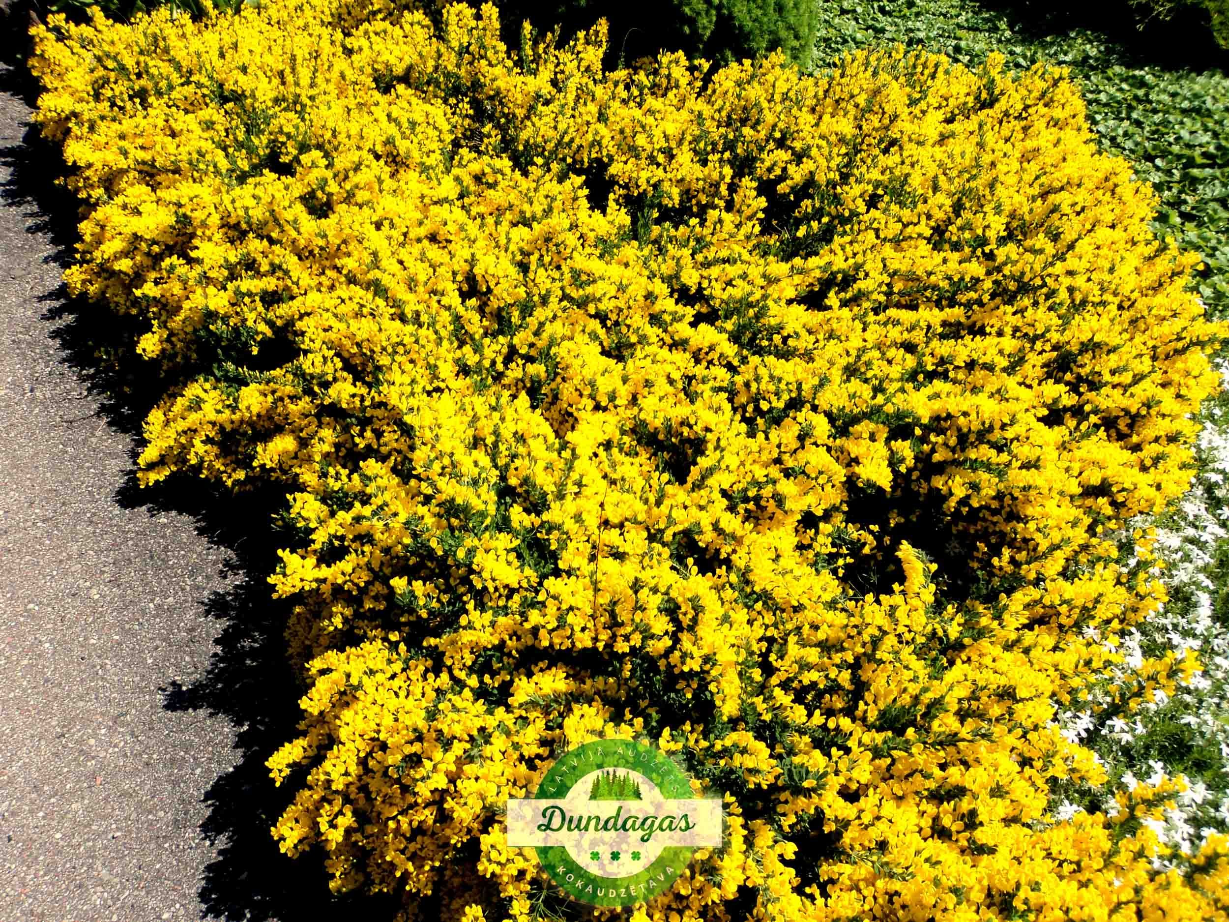 Chamaecytisus_decumbens_1.jpg