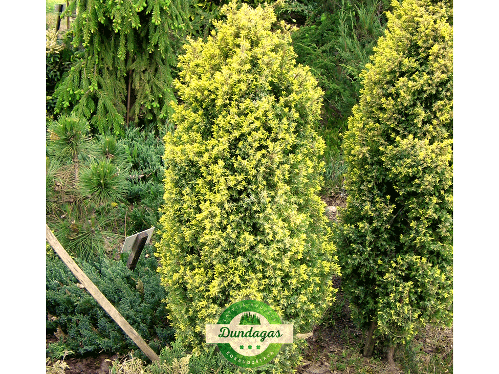 Juniperus_communis_Gold_Cone.png