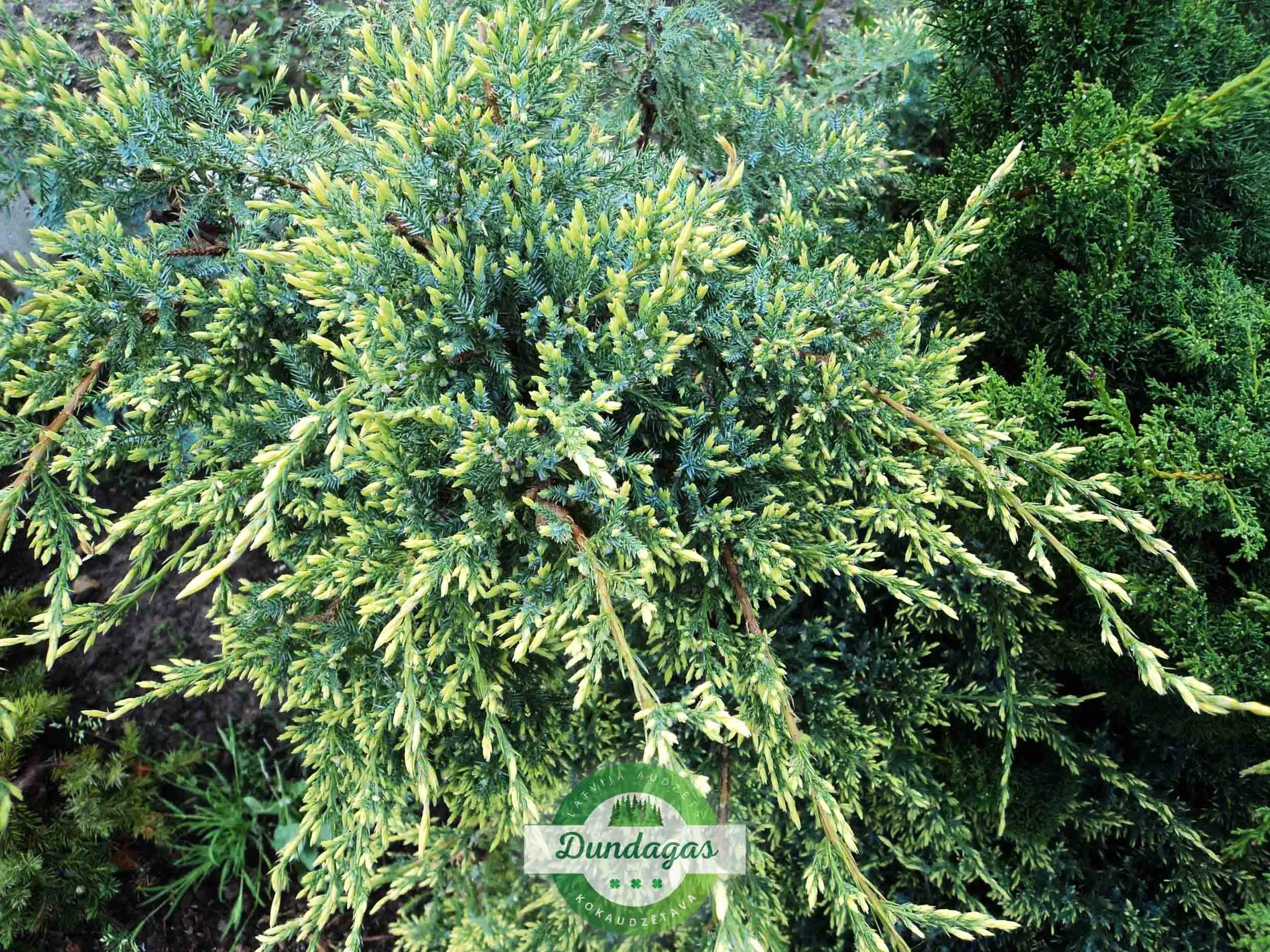 Juniperus_squamata_Holger_2.jpg
