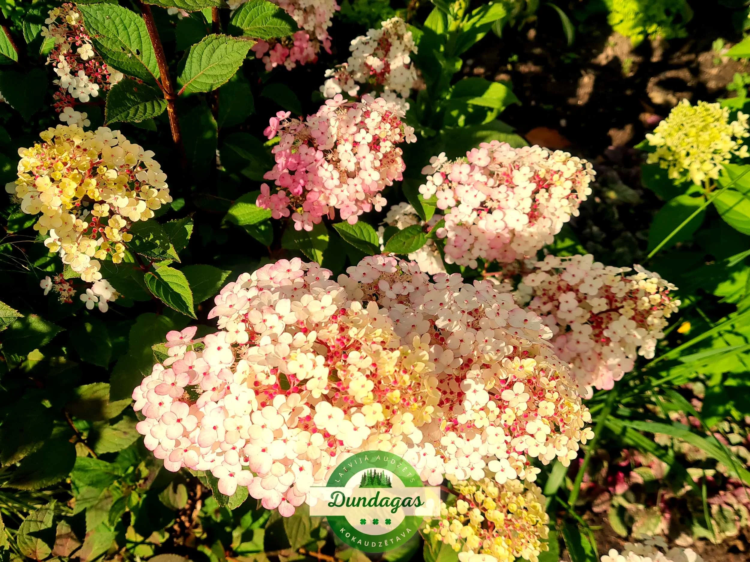 Hydrangea_paniculata_Framboisine_2.jpg