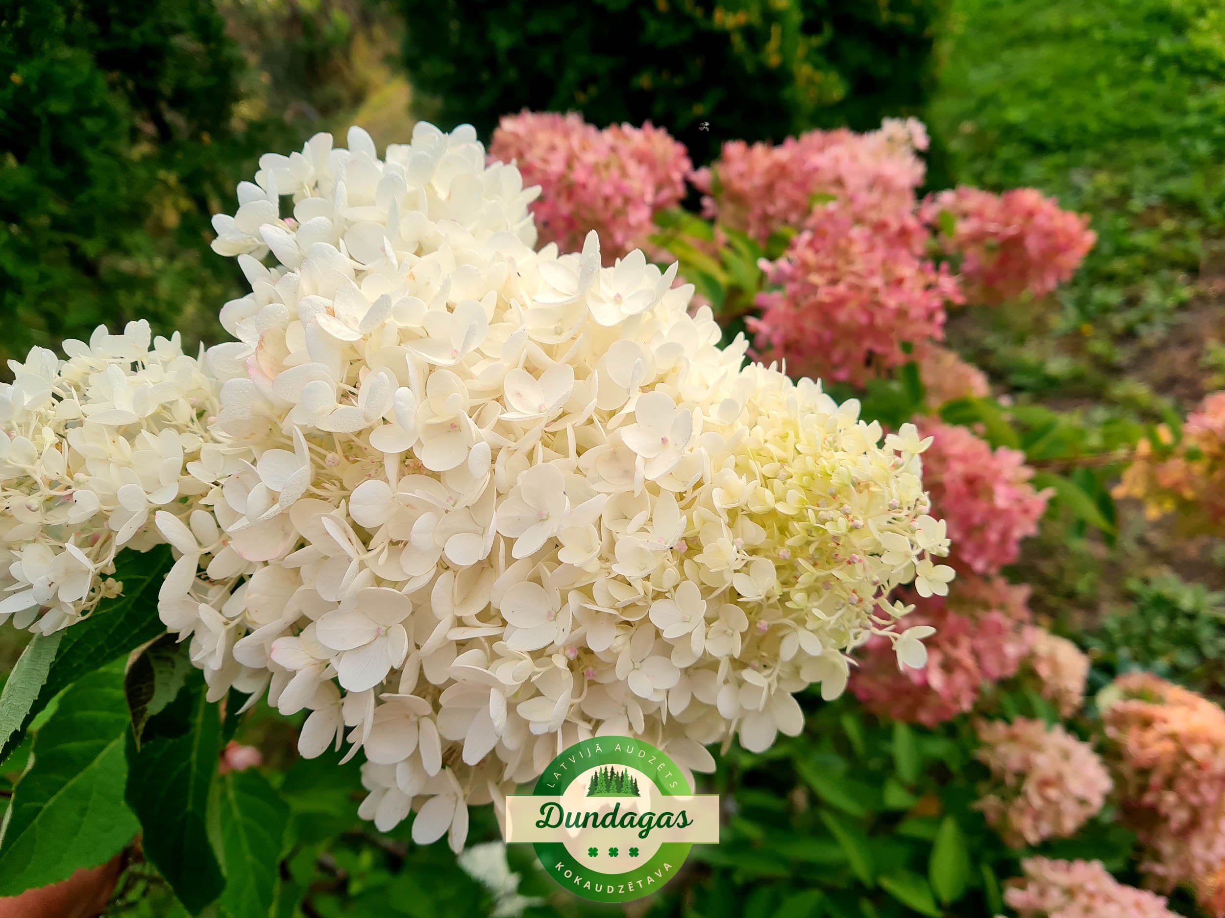 Hydrangea_paniculata_Grandiflora_2.jpg