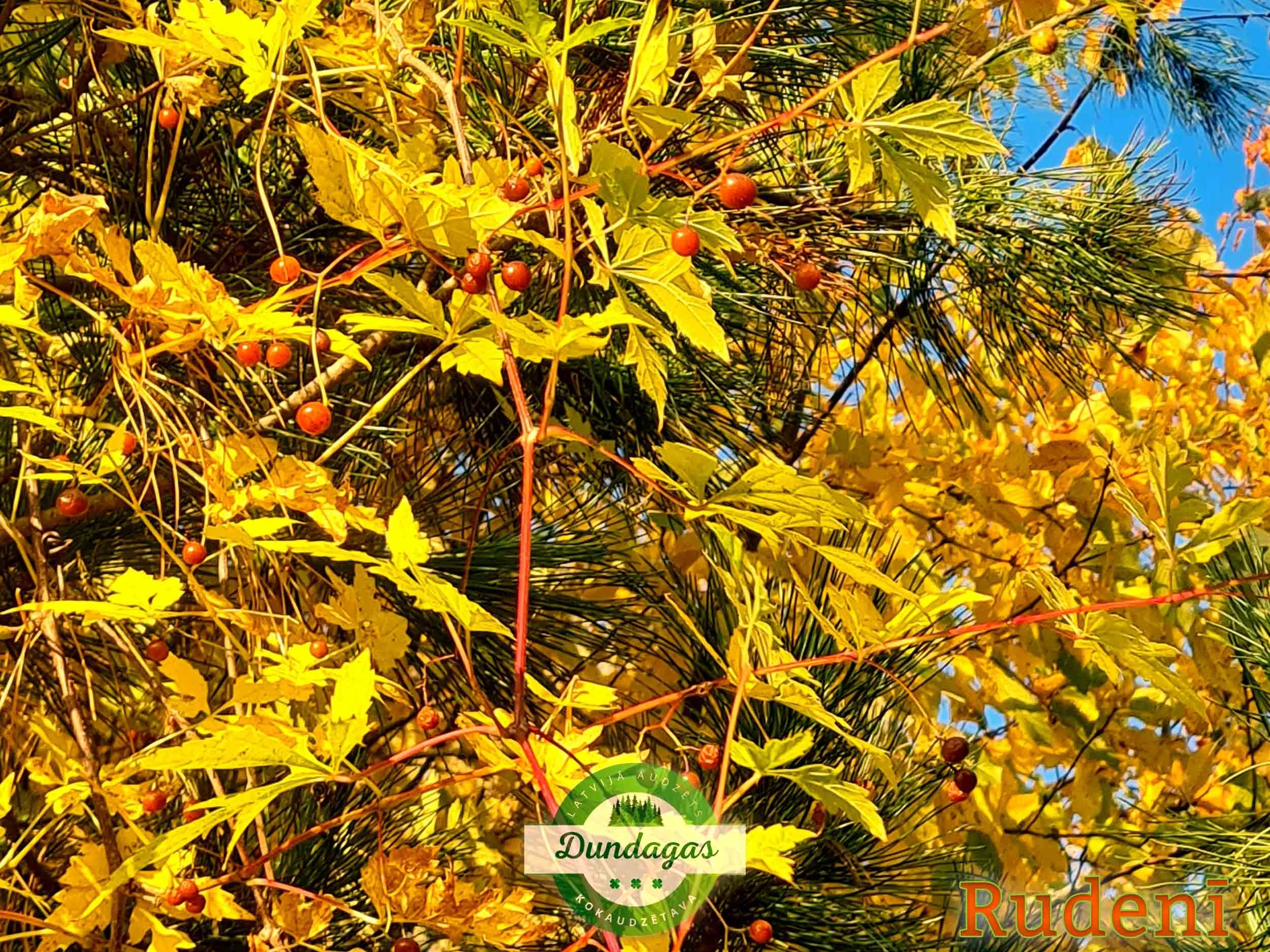Ampelopsis_aconitifolia_rudeni.jpg