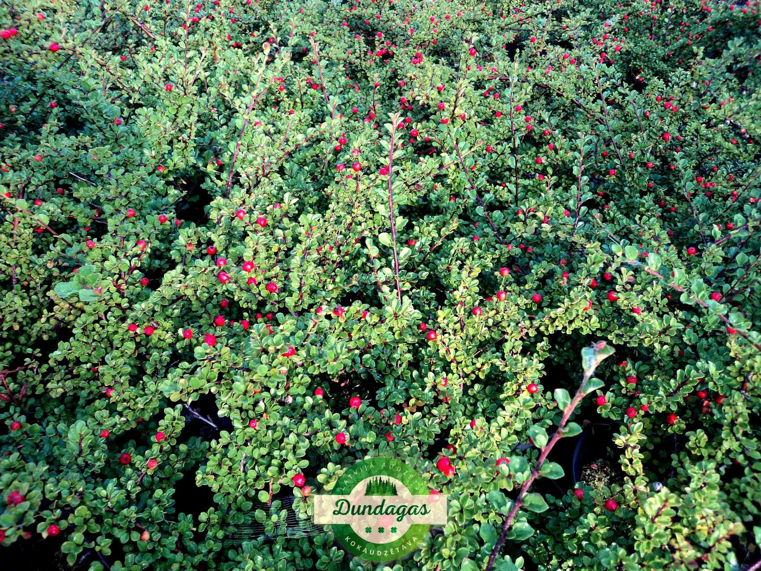 Cotoneaster_nanshan_2.jpg