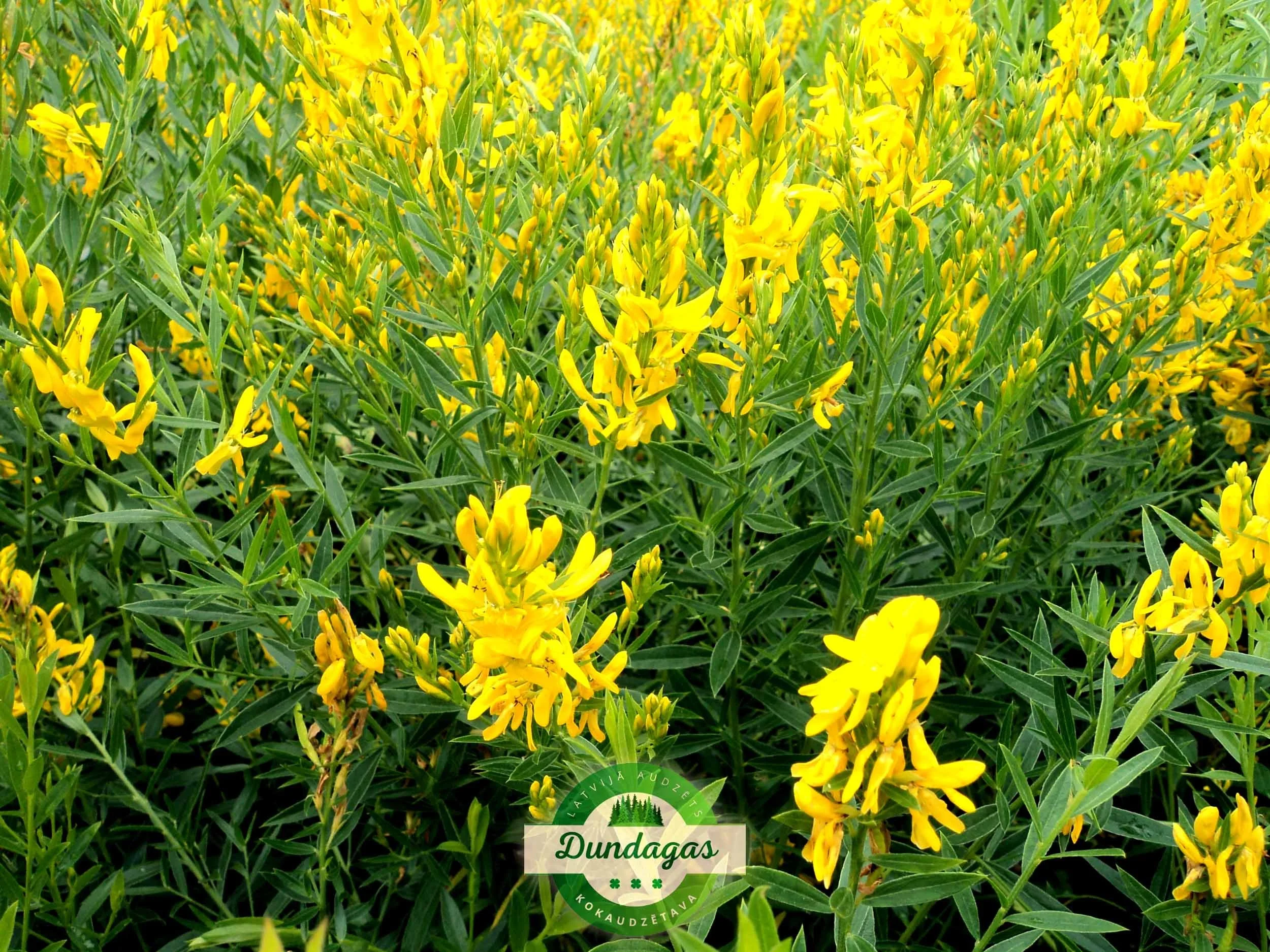 Genista_tinctoria_3.jpg
