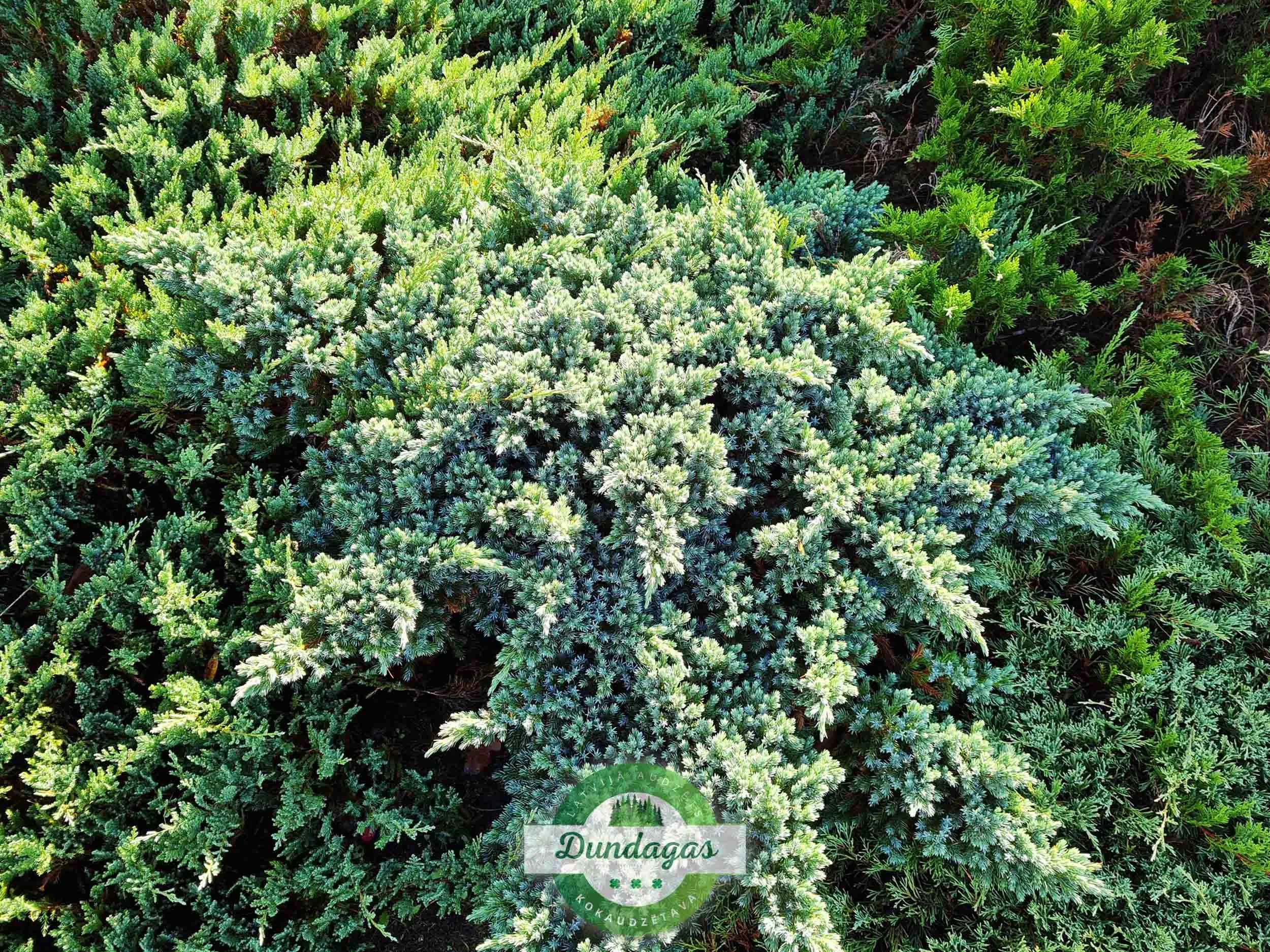 Juniperus_squamata_Blue_star_2.jpg