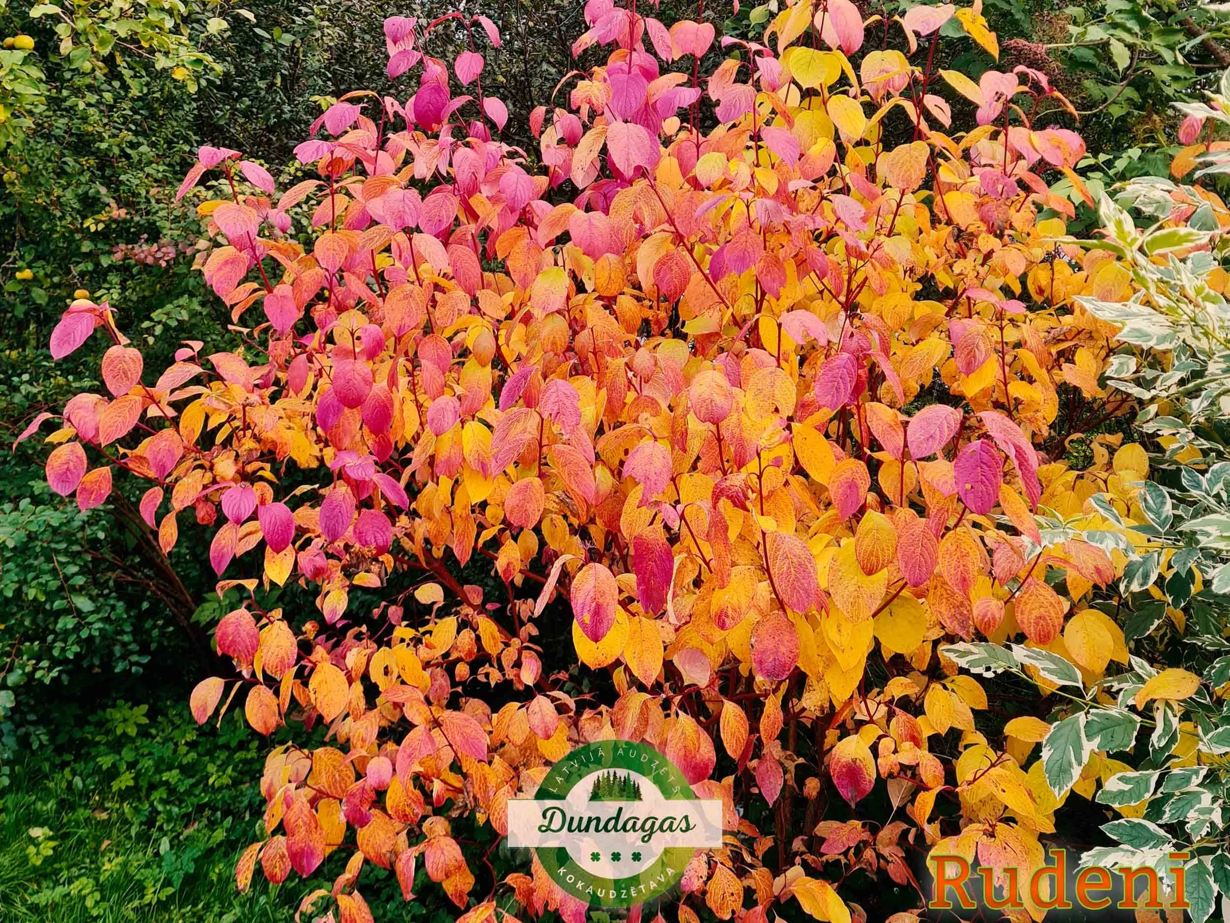 Cornus_alba_Sibirica_rudenī.jpg