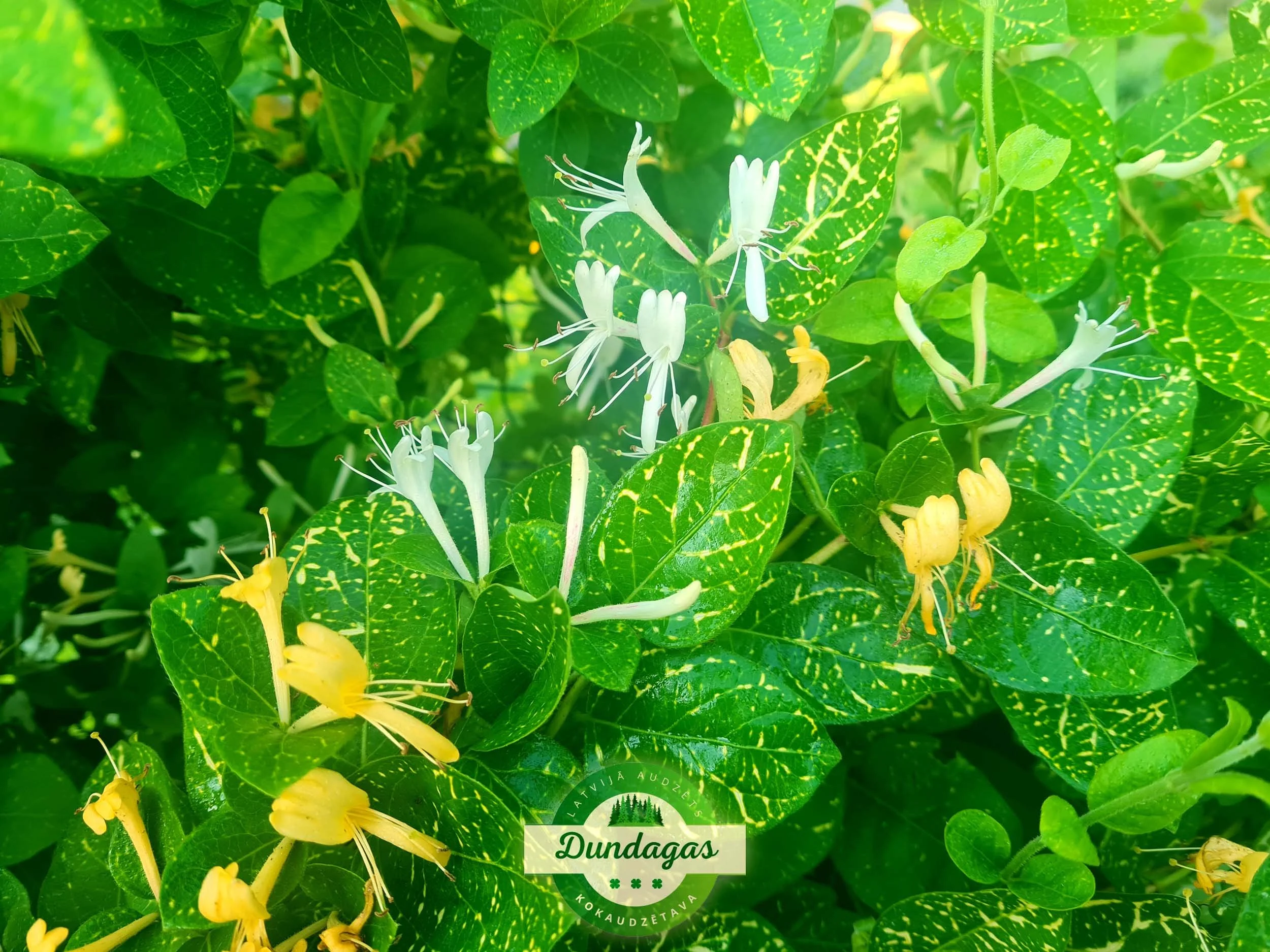 Lonicera_japonica_Aureoreticulata_2.jpg